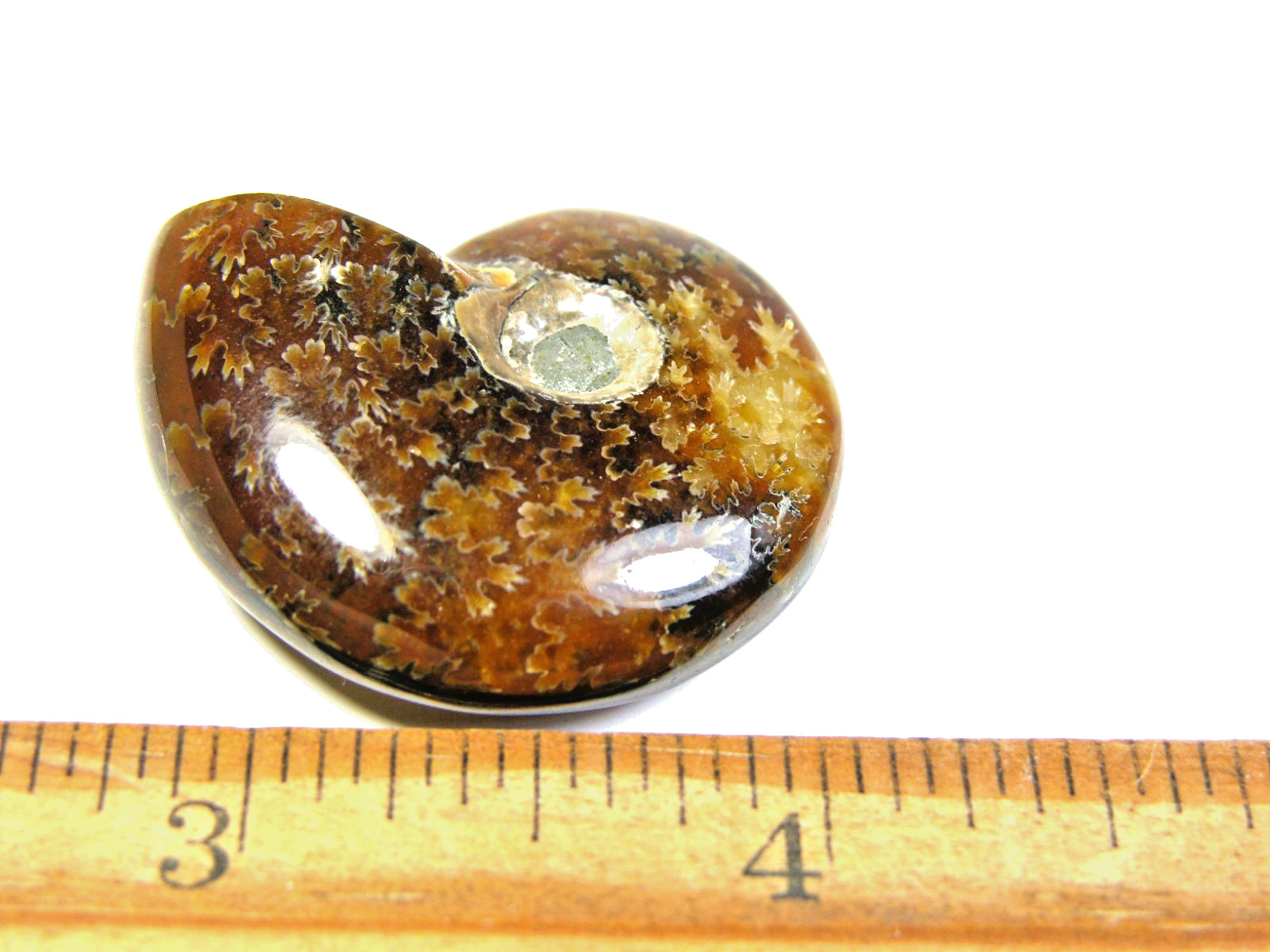 Ammonite fossil polished 1 1/2″ + showing suture lines Madagascar ms11
