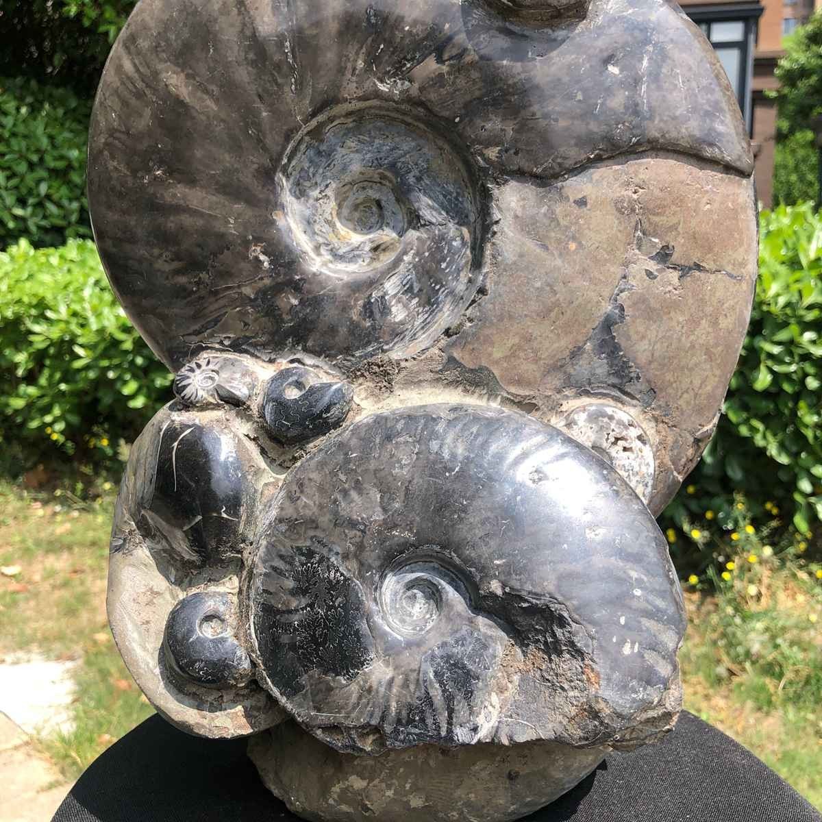23.4LB Natural Beautiful Ammonite Fossil Conch Crystal Specimen Healing 5121