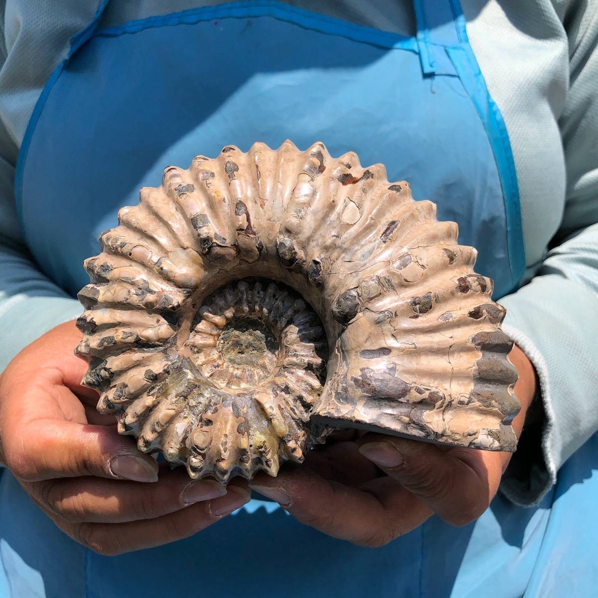 7.15LB 3pc Rare! Natural Tentacle Ammonite Specimen Healing Madagascar