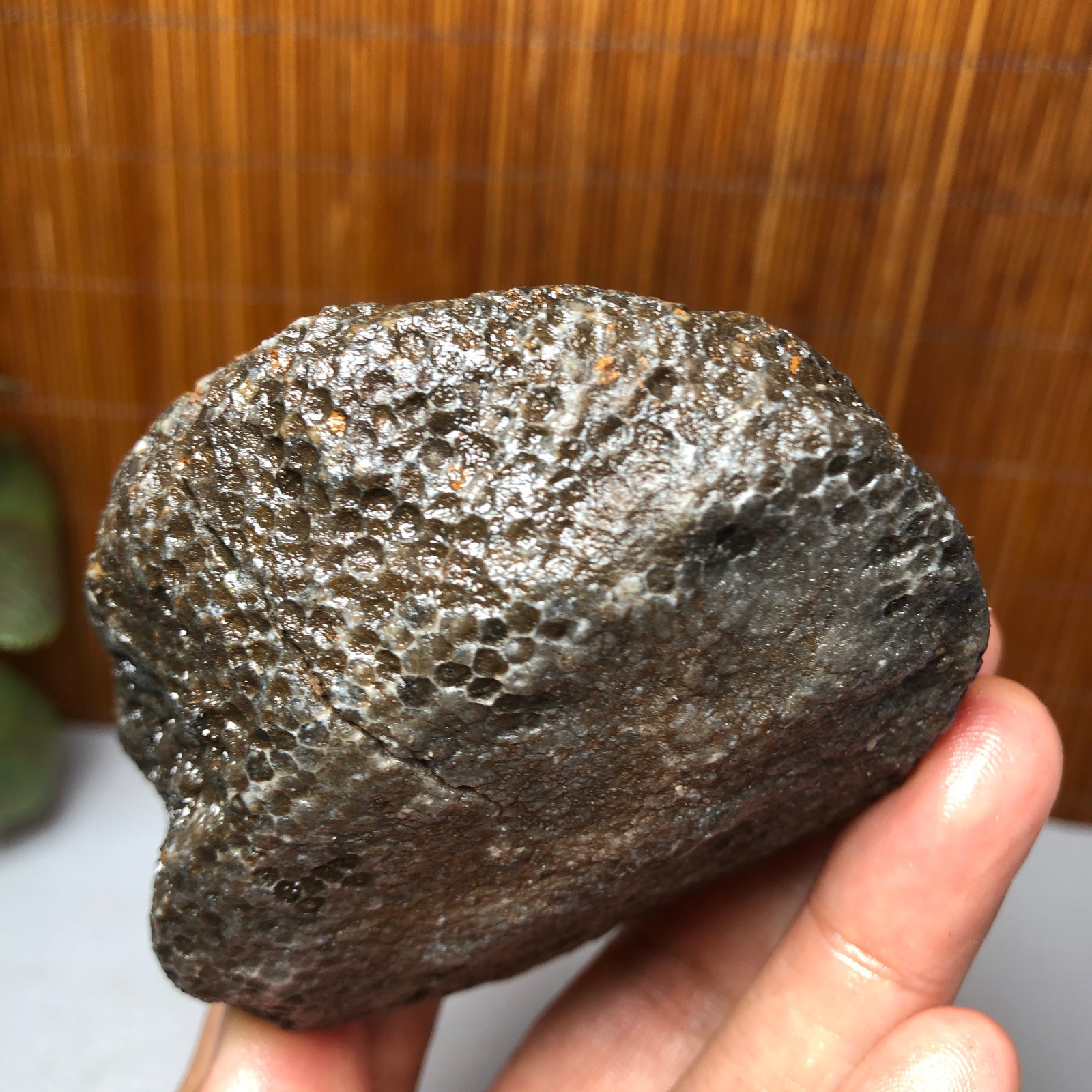 73mm Rare Rugose Coral Slab original Actinocyathus Morocco 291g AA9419