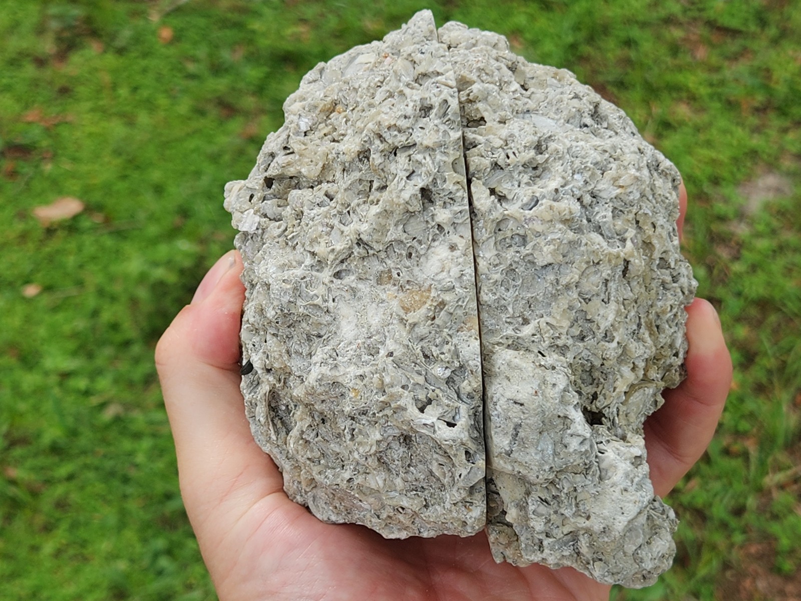 HUGE Calcite CRYSTAL WHELK Shell Fossil Rucks Pit Florida dogtooth CUT POLISHED
