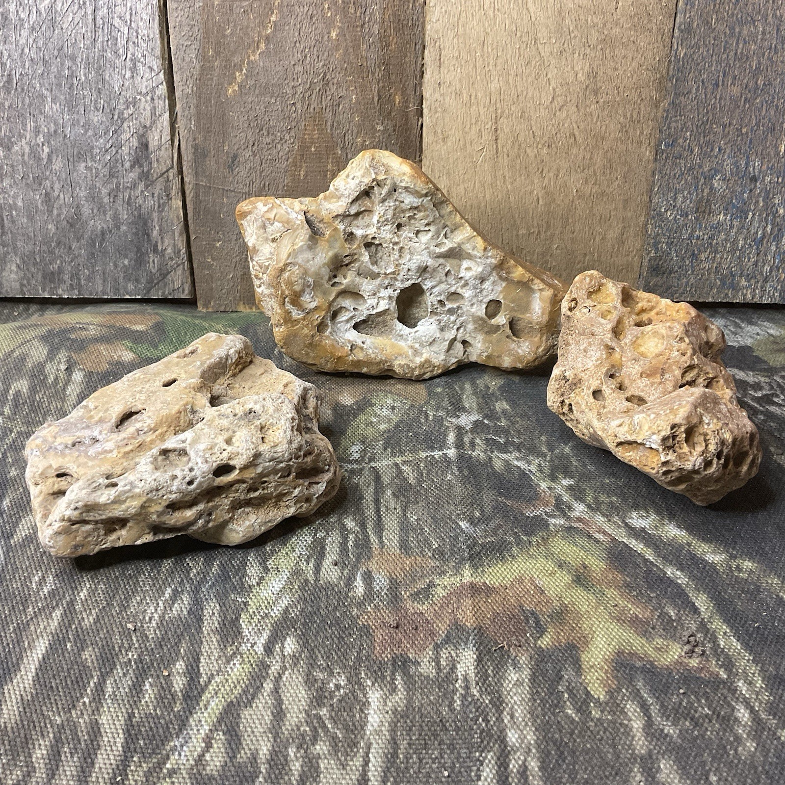 Missouri Natural Fossilized Coral 3 Stone Lot