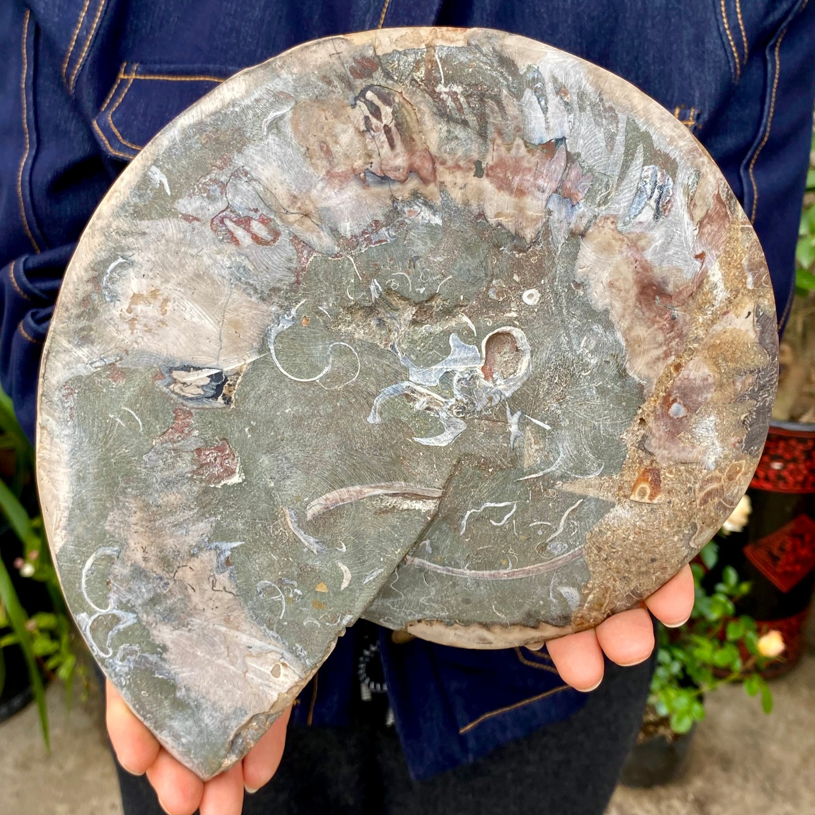 3.21LB Rare! Natural Tentacle Ammonite FossilSpecimen Shell Healing Madagascar