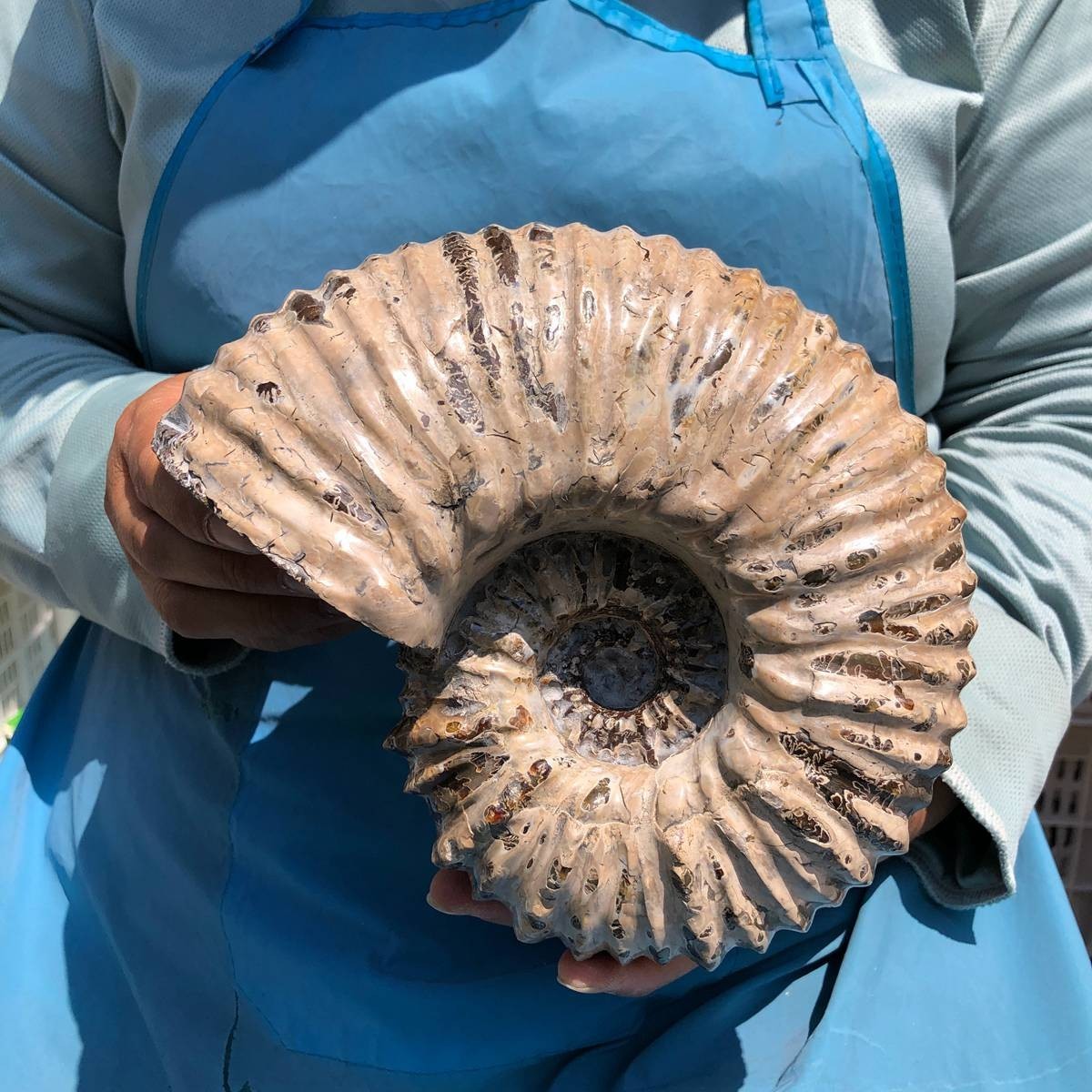 7.63LB Natural Beautiful Ammonite Fossil Conch Crystal Specimen Healing 5391