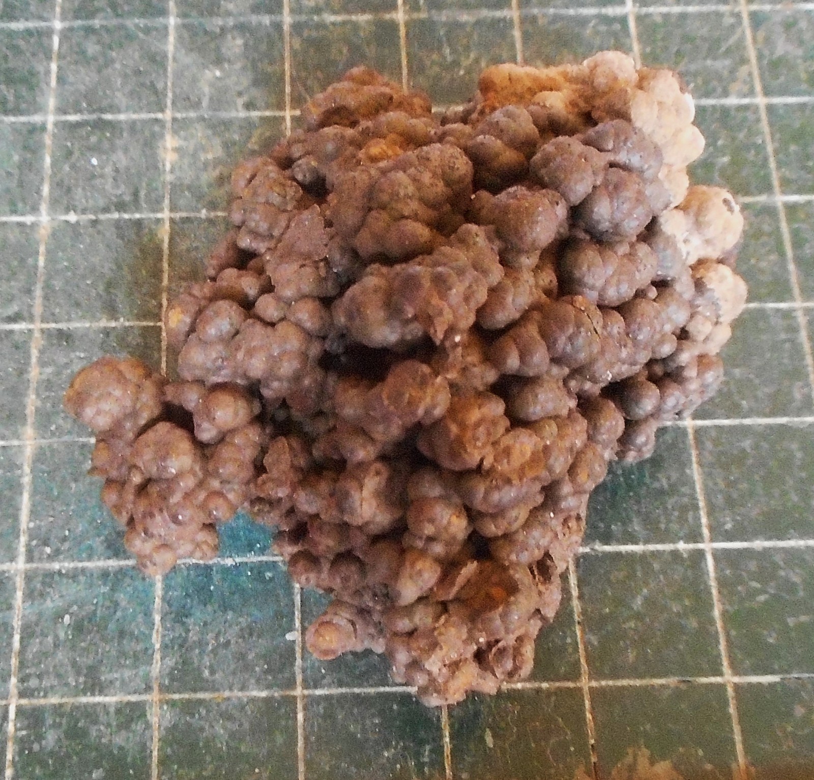Brown Bubbly Goethite Crystal Plate . Natural Specimen . 2.5″