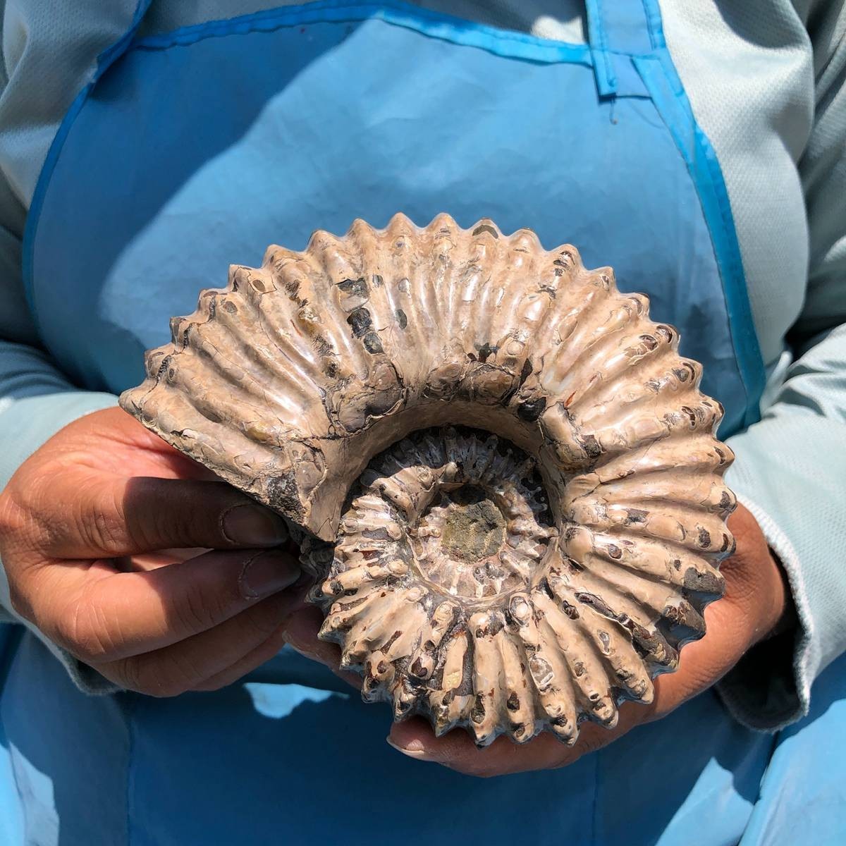 7.15LB 3pc Rare! Natural Tentacle Ammonite Specimen Healing Madagascar