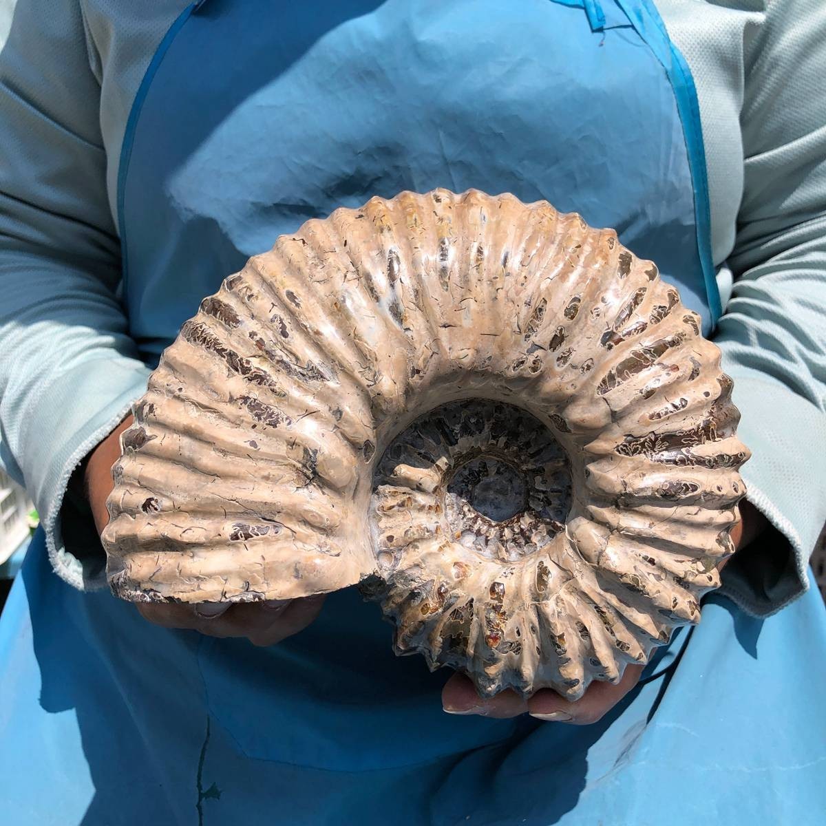 7.63LB Natural Beautiful Ammonite Fossil Conch Crystal Specimen Healing 5391