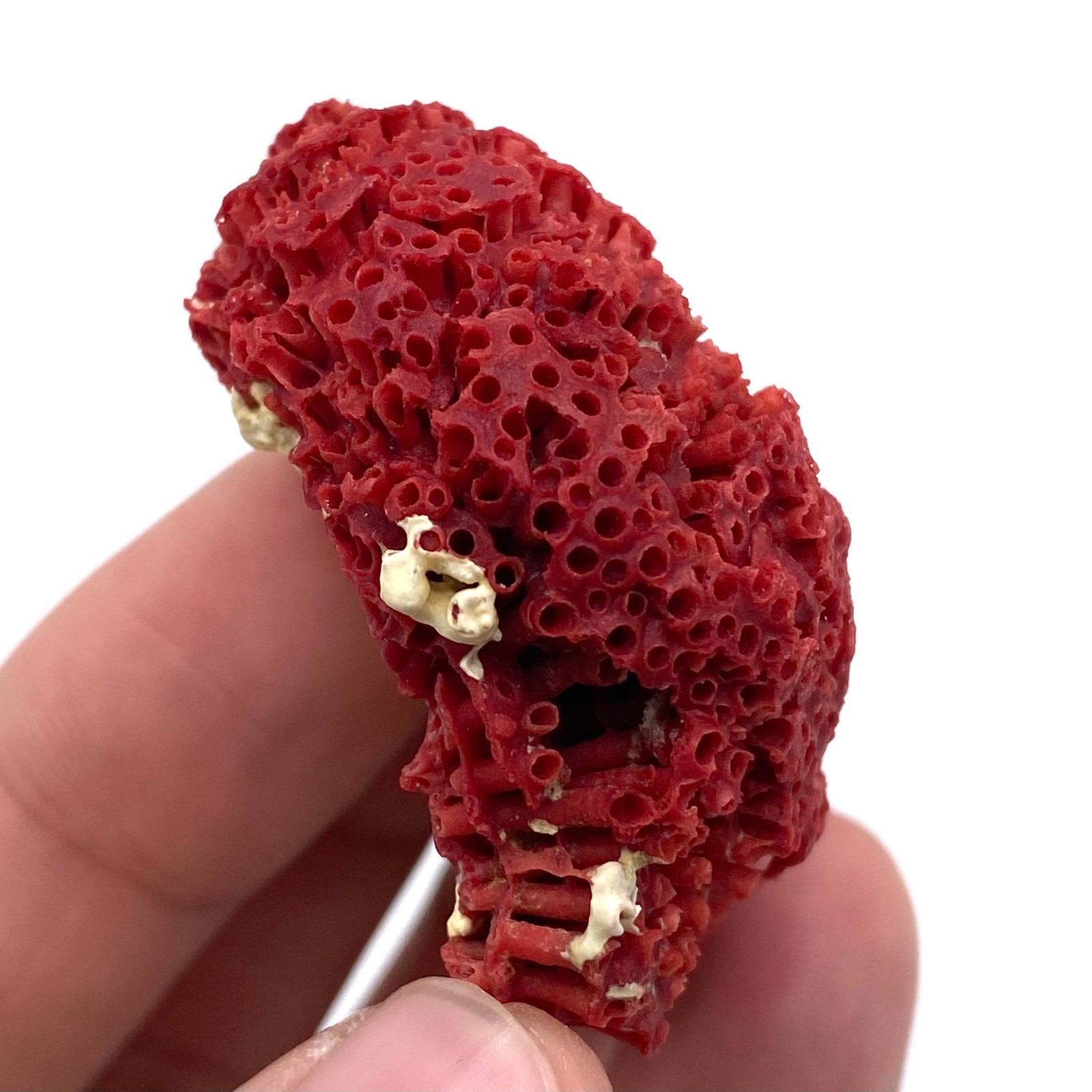 Natural Red Coral with Matrix , Mineral Specimen Collection, Italy