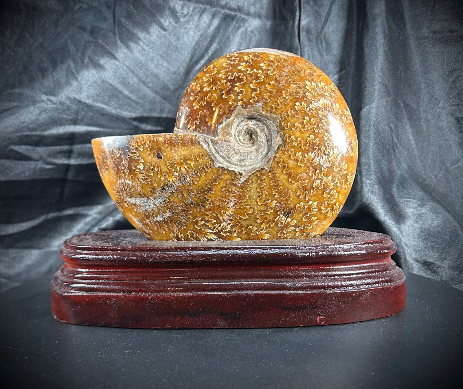 5.94″ Ammonite With Wood Stand 1lb 6.5oz (639 grams)