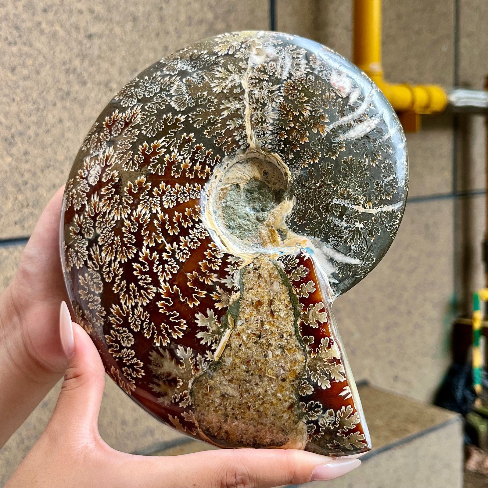2.5 lb Polished Ammonite Fossil Specimen Unique Birthday Holiday Gift