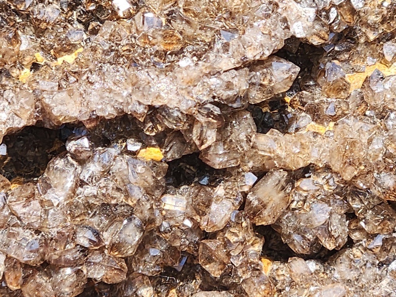 Brilliant Petrified Wood Smoky Crystallized Fossil Quartz Crystal Alabama NICE
