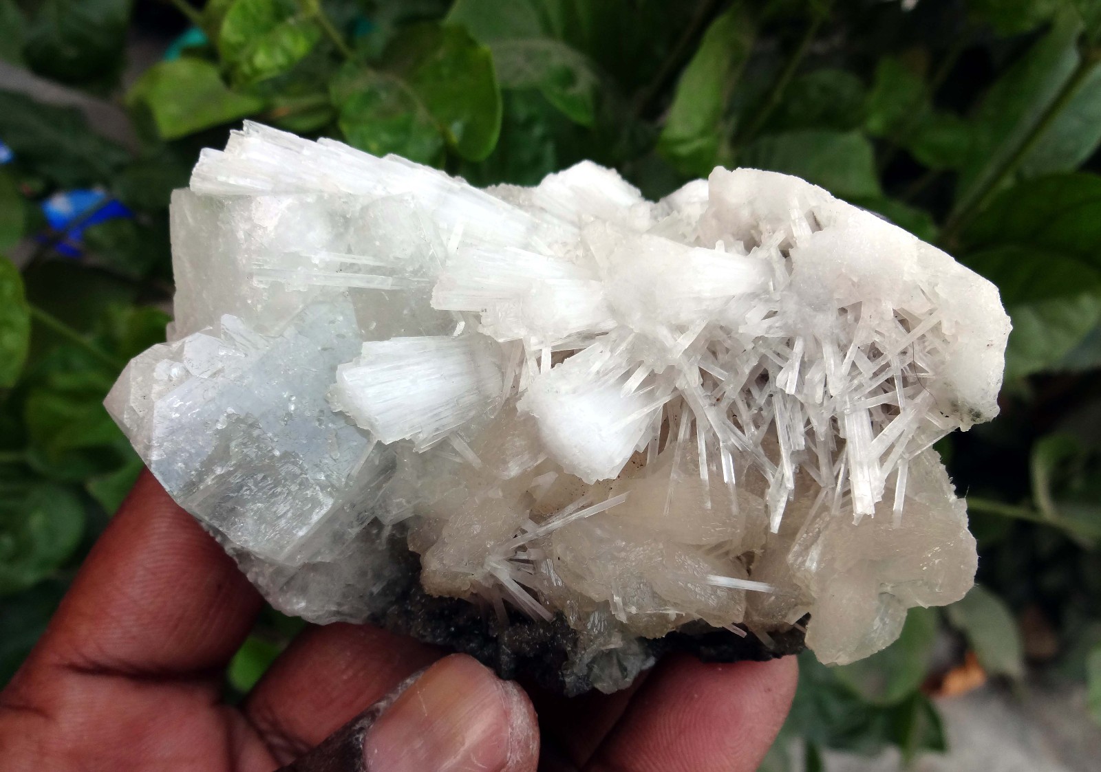 apophyllite w/ stilbite & scolecite spray minerals specimen m-3
