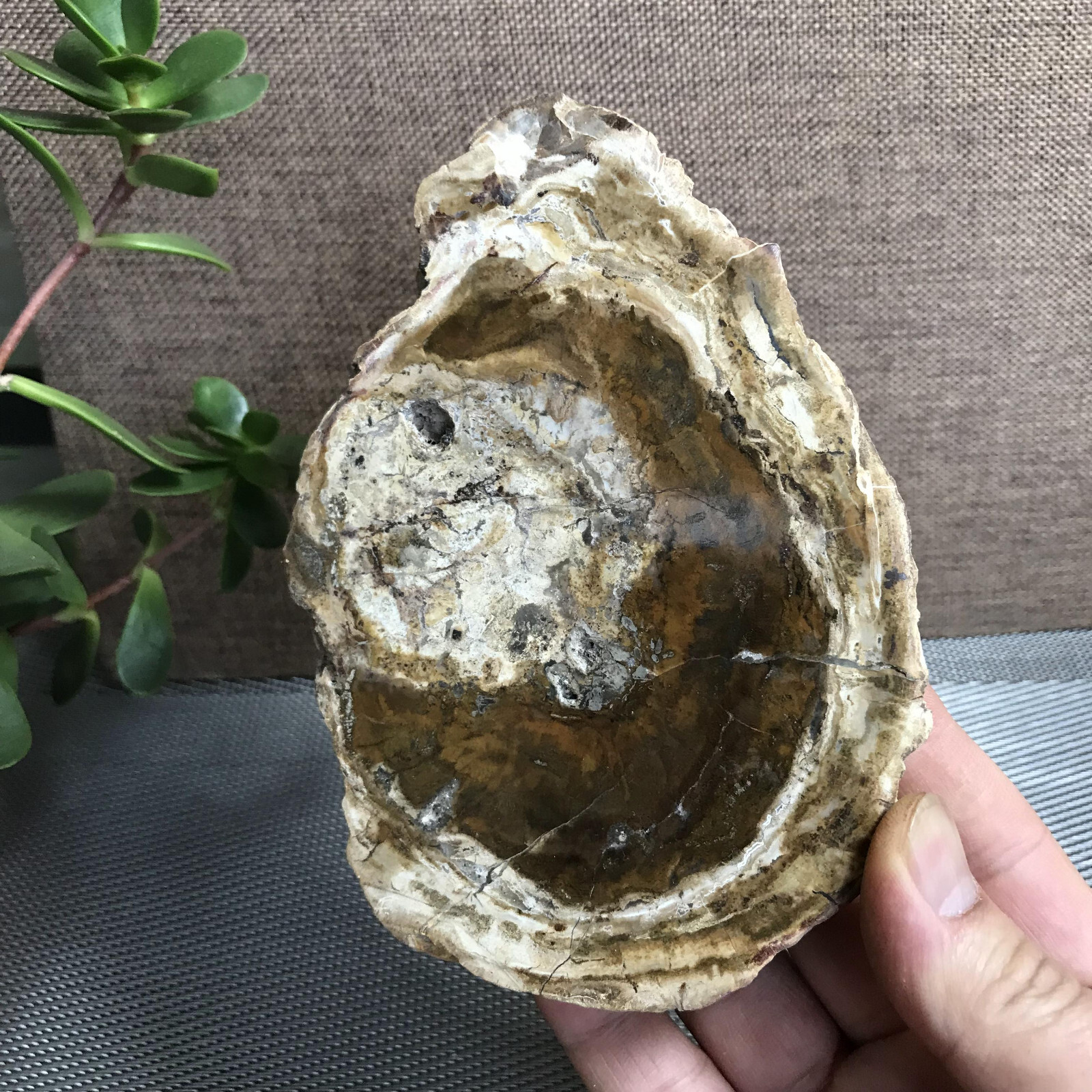 Top 148mm Natural Petrified Wood Crystal Rough Slice Madagascar 361g A1409