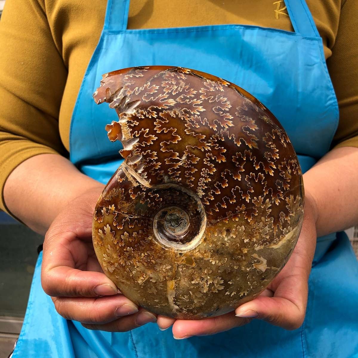 2pcs 3.47LB Natural Beautiful Ammonite Fossil Conch Crystal Specimen Healing