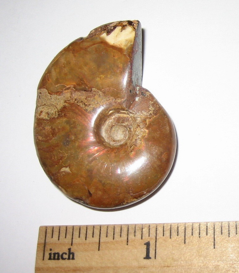 1.6″ POLISHED NATURAL OPALIZED AMMONITE FOSSIL OCEAN SEA SHELL MADAGASCAR 21g *1