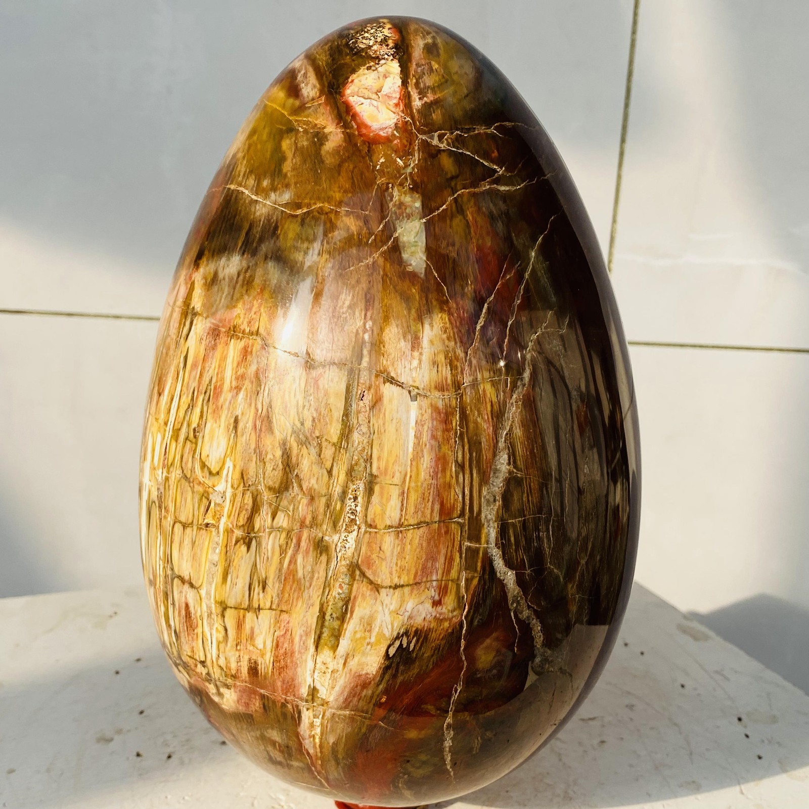 Natural Petrified Wood Egg Quartz Crystal Fossil Mineral 6340g