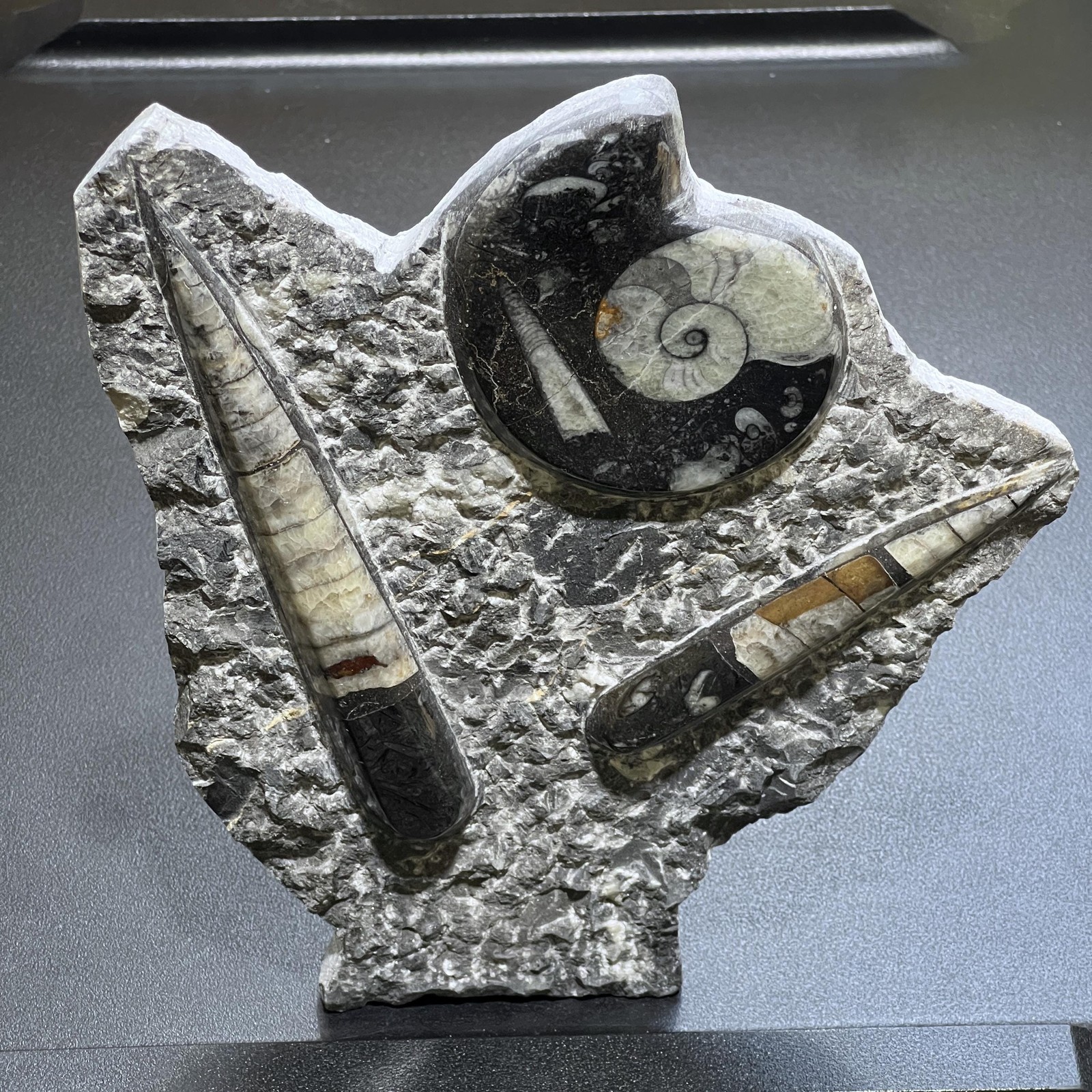 Orthoceras and Ammonite Fossil Stone Display Carving Natural Genuine Fossils