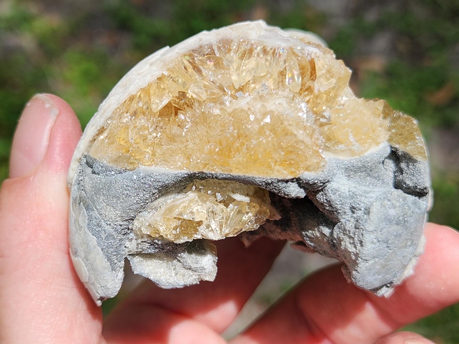 CALCITE CRYSTAL WHELK Shell Fossil Rucks Pit Florida dogtooth UV honey cluster