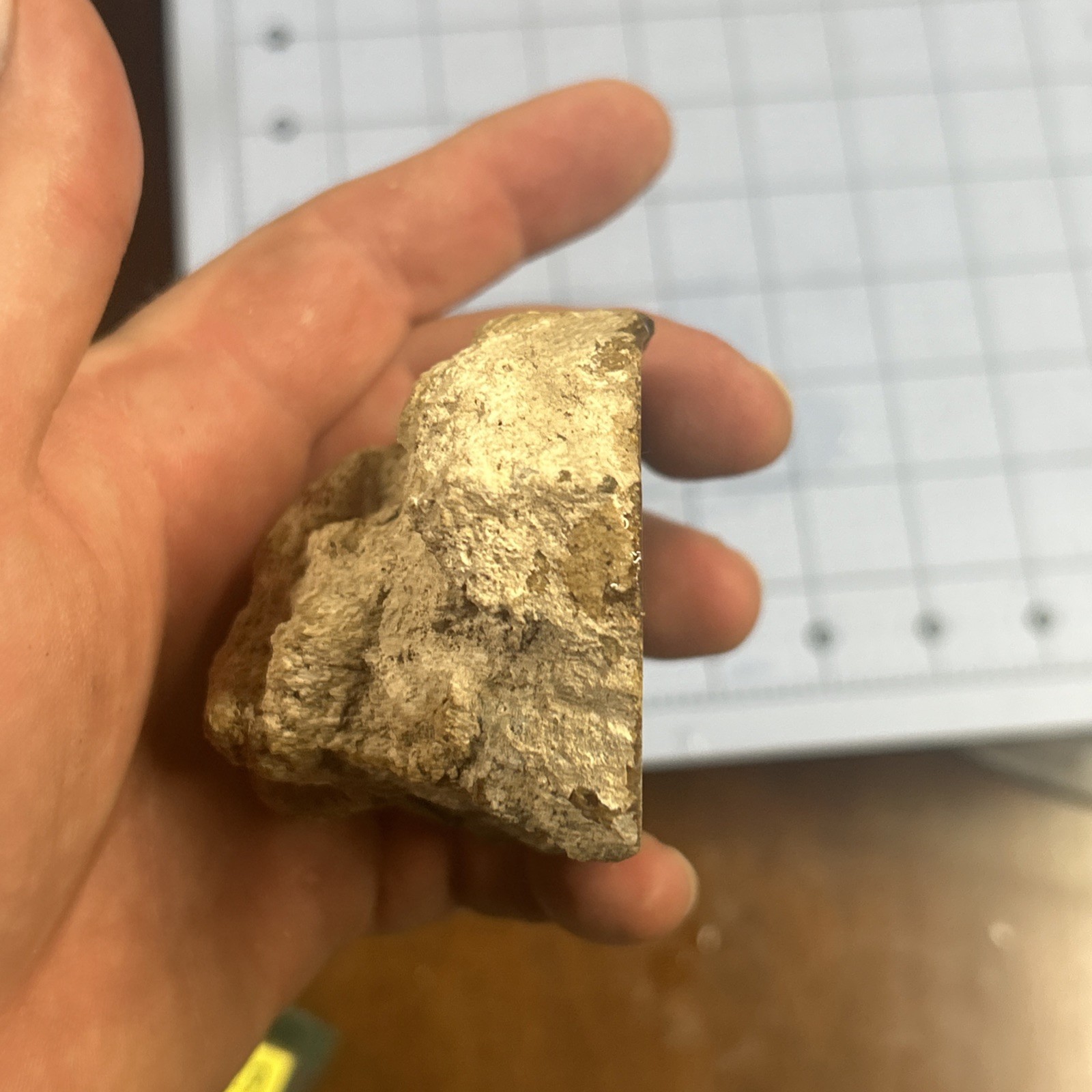 Unknown Petrified Wood End Cut. Total 11 Oz. Gorgeous Color