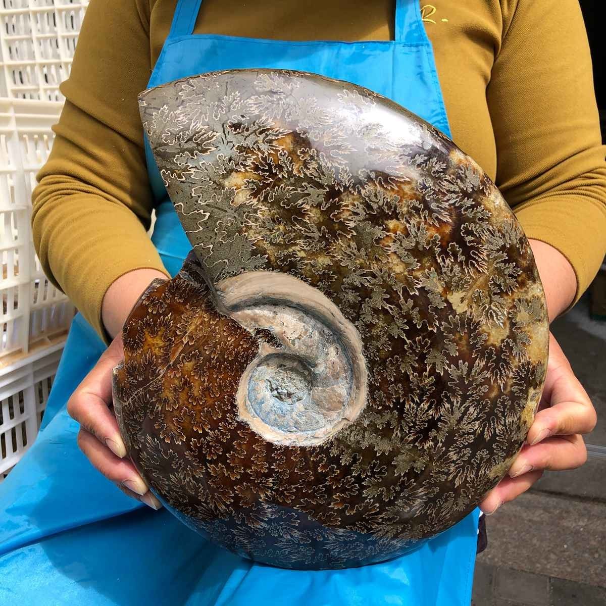 9.32LB Natural Beautiful Ammonite Fossil Conch Crystal Specimen Healing 4612