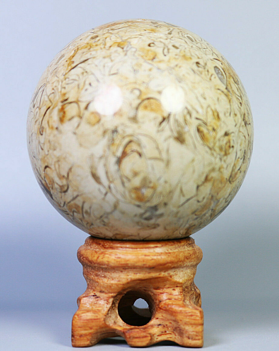 Natural Shell Fossil Quartz Crystal Sphere Ball Stone Healing Mineral Specimen