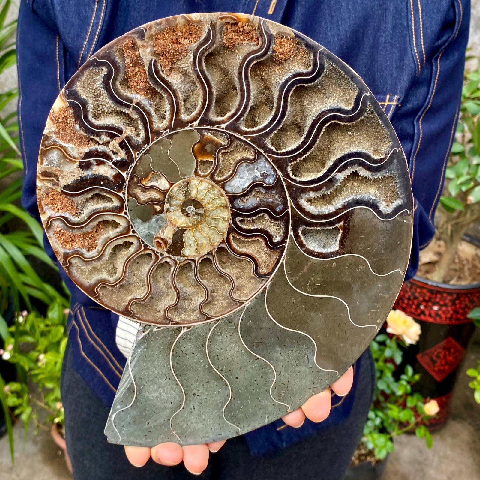 3.21LB Rare! Natural Tentacle Ammonite FossilSpecimen Shell Healing Madagascar