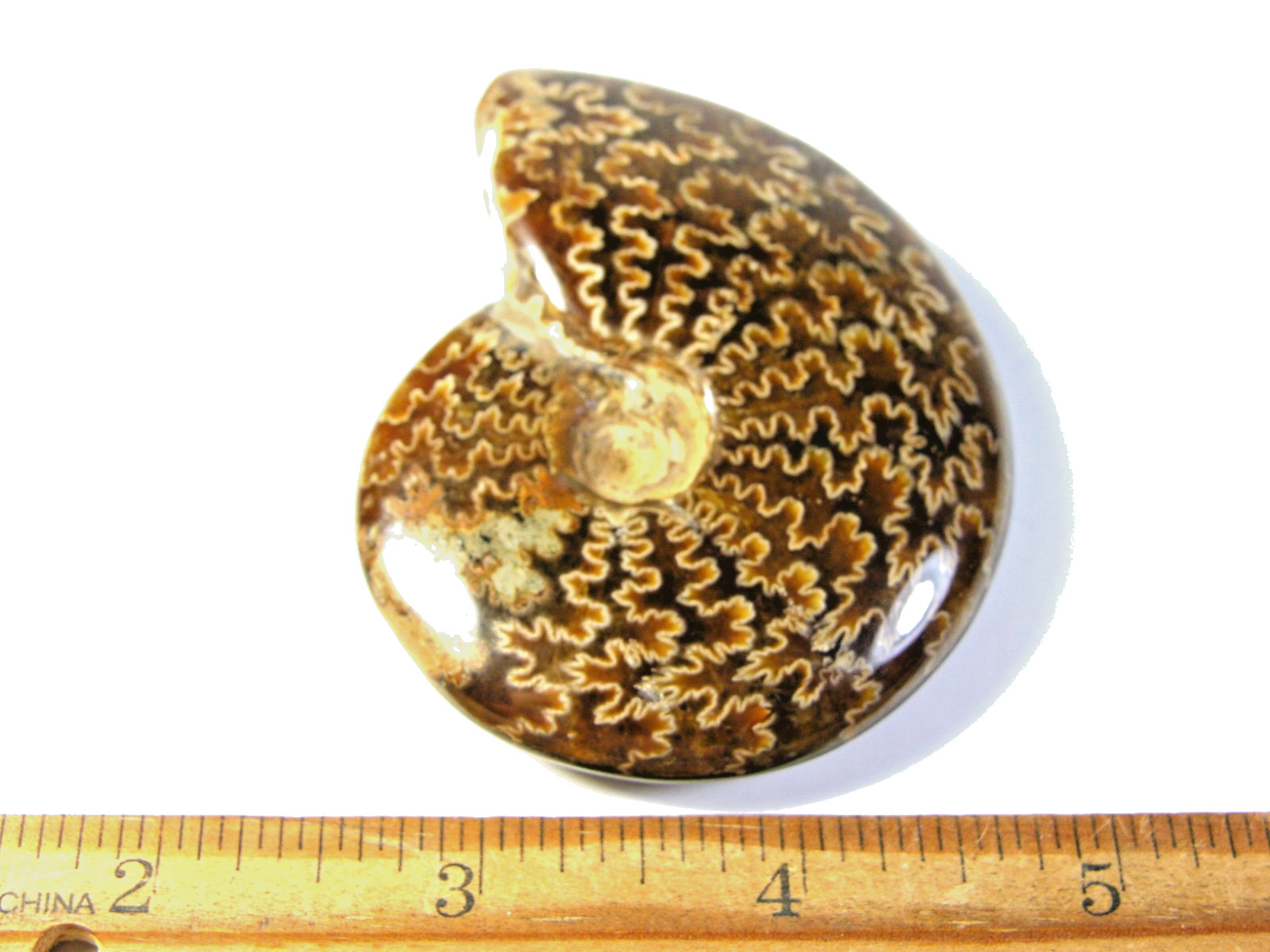 Ammonite fossil polished 3×2″ + showing suture &fire Madagascar ms66