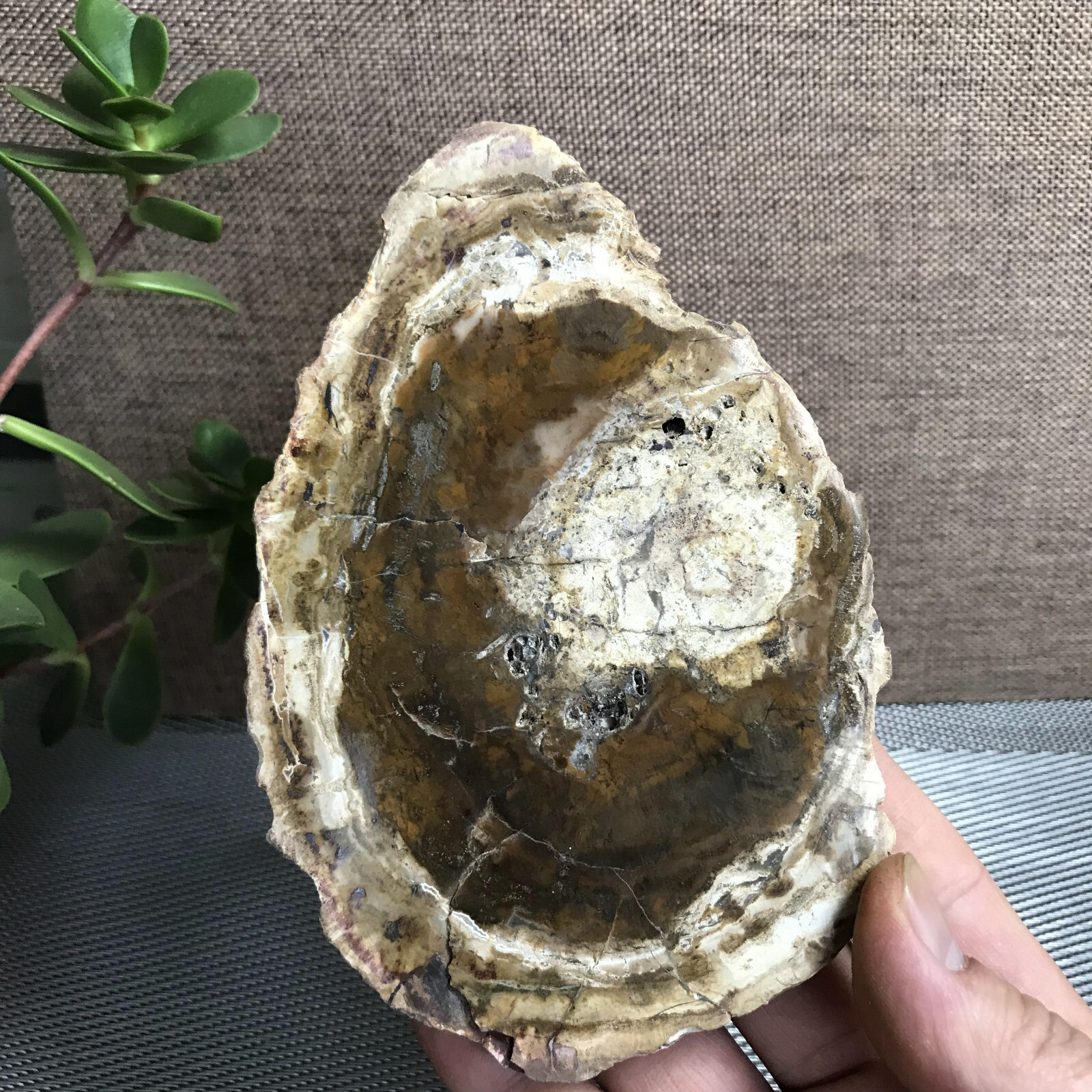 Top 148mm Natural Petrified Wood Crystal Rough Slice Madagascar 361g A1409
