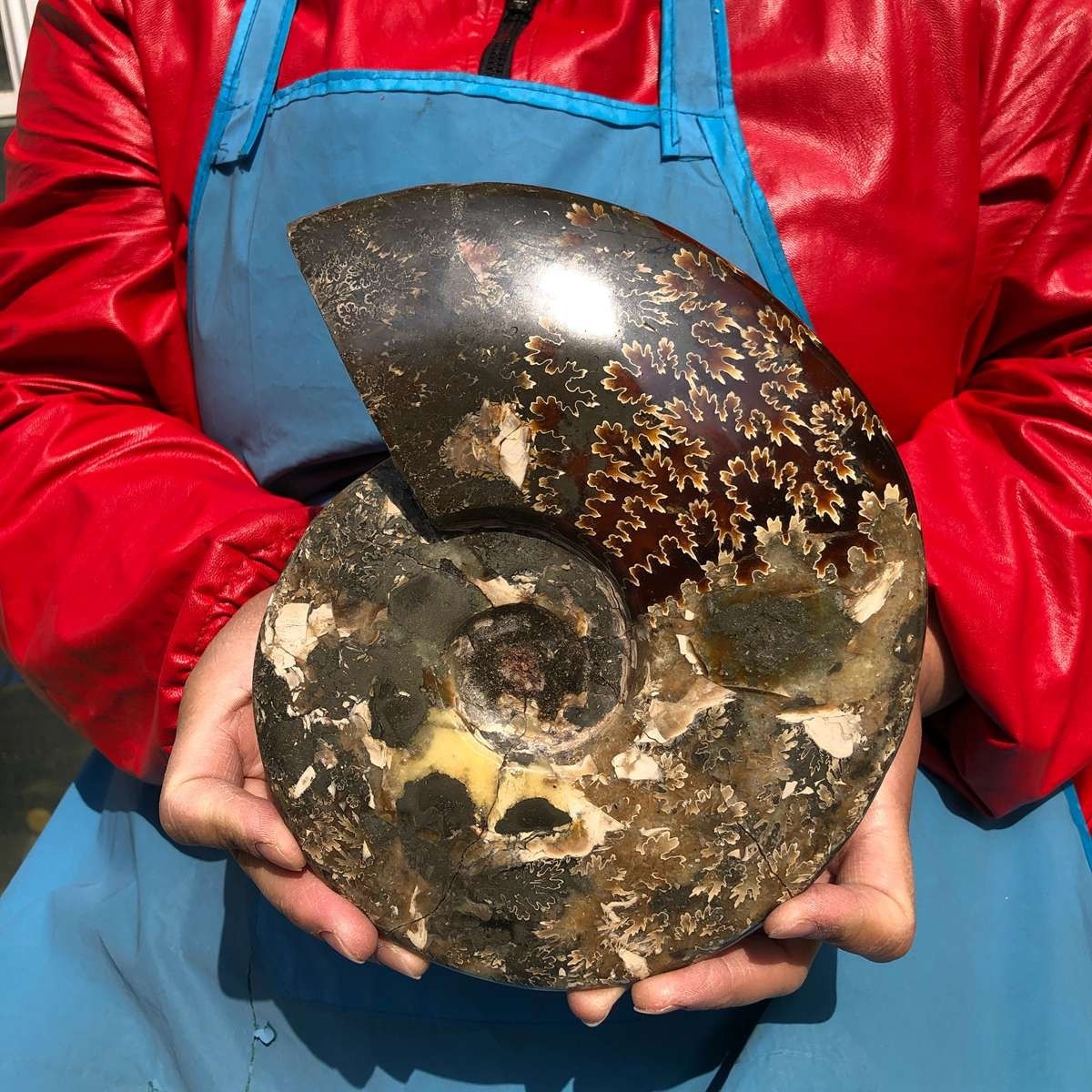 3.65LB AAA Natural Polished Ammonite Fossil with Suture Detail healing