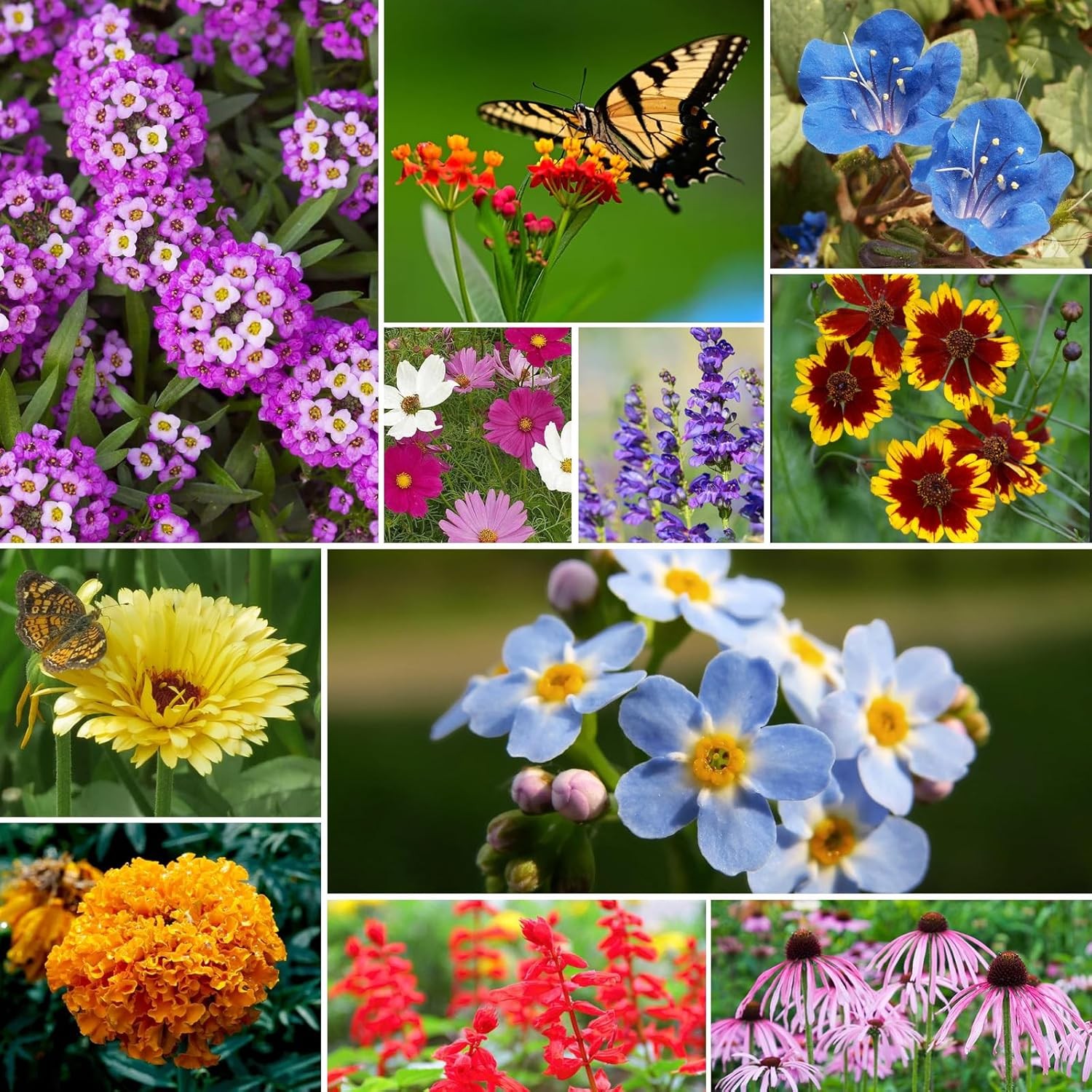 All Perennial Wildflower Seeds Bulk, 1/4 Lb, 100,000+ Seeds, 26 Variety Mix with