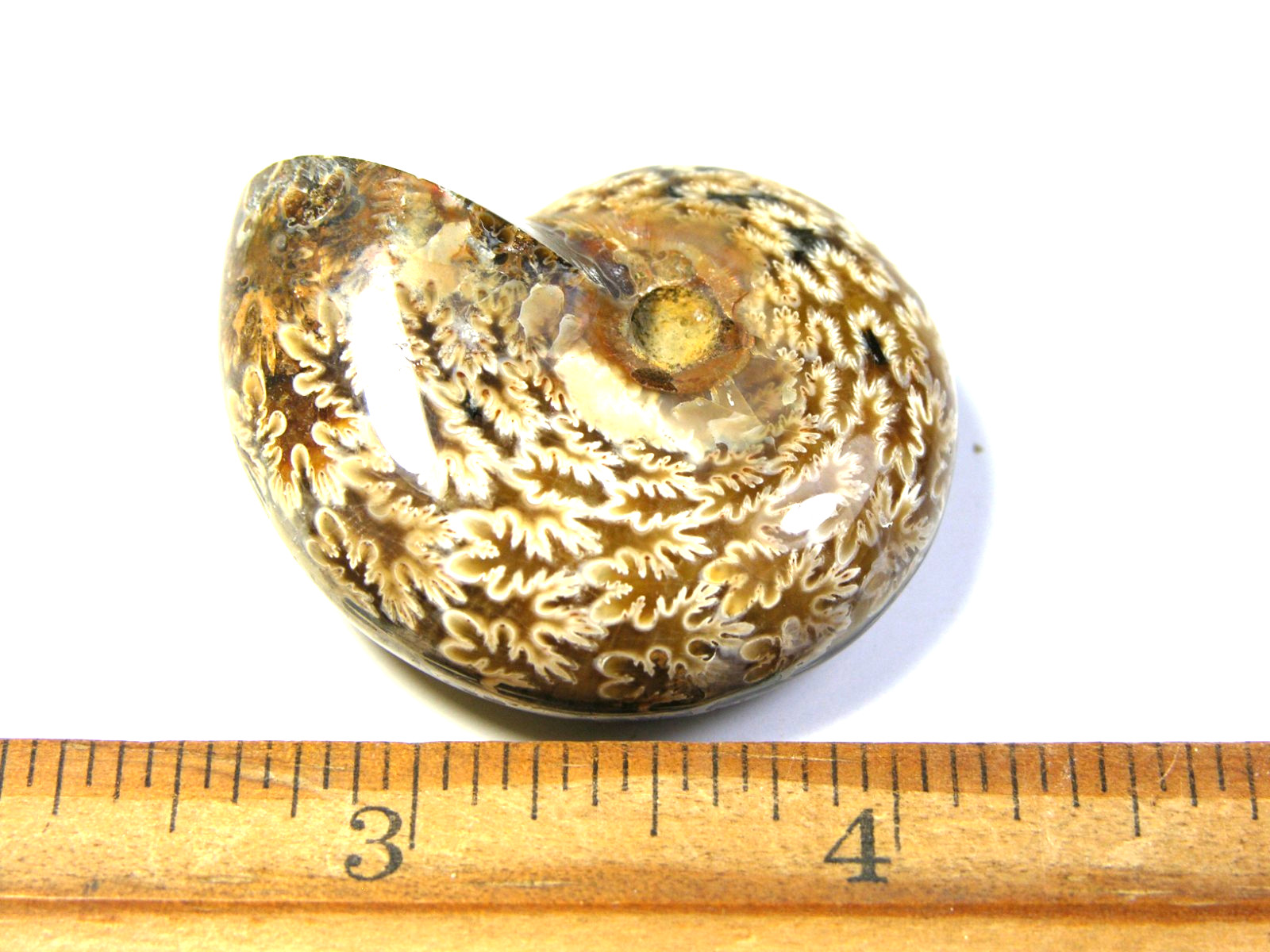 Ammonite fossil polished 1 1/2″ + showing suture &fire Madagascar ms53