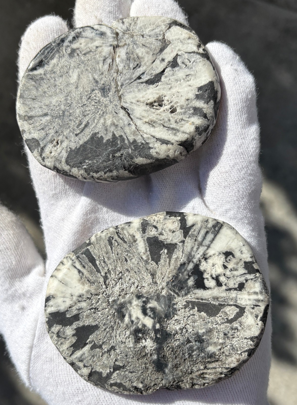 SEE VIDEO AUTHENTIC 150g LOT 2 CHRYSANTHEMUM PALMSTONES *NOT PAINTED PALM STONE