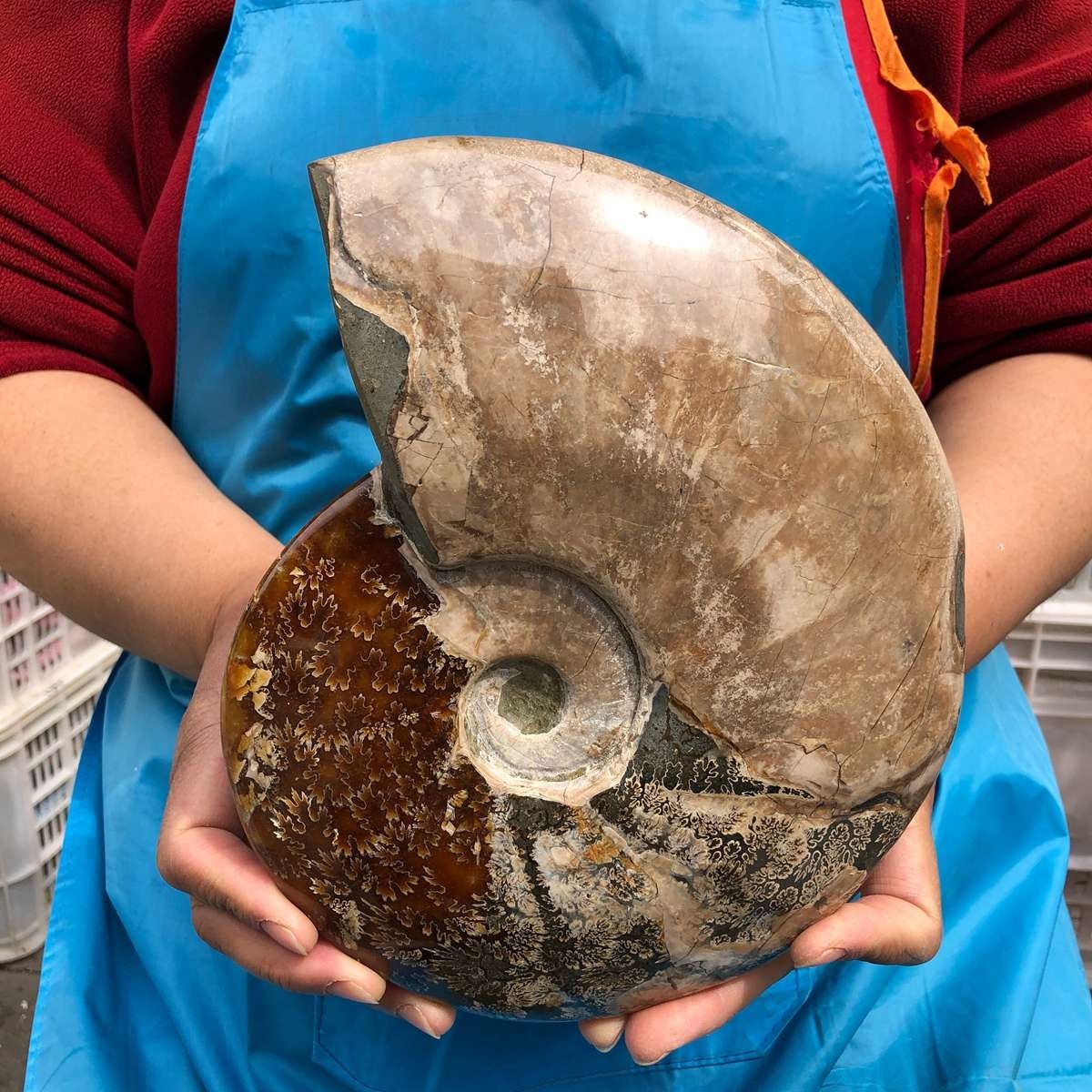 5.14LB Large Natural Beautiful Ammonite Fossil Conch Crystal Specimen Healing
