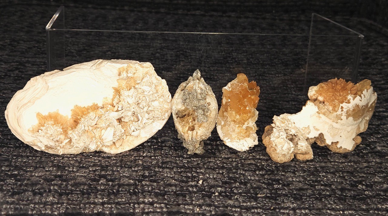 Set of 4 Honey Calcite Crystal Fossils Clam Shell Florida Clusters dogtooth