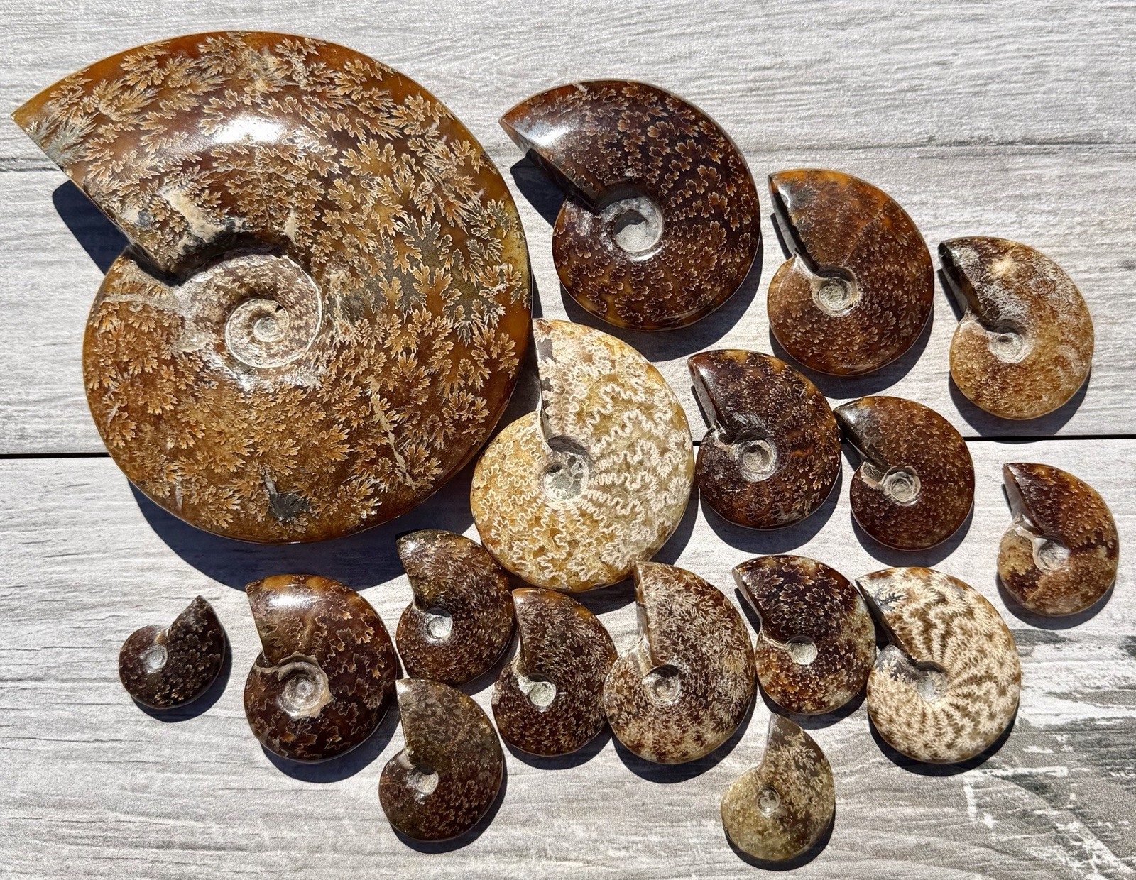 Wholesale Lot 3 Lbs Ammonite Fossil Crystal Healing Energy