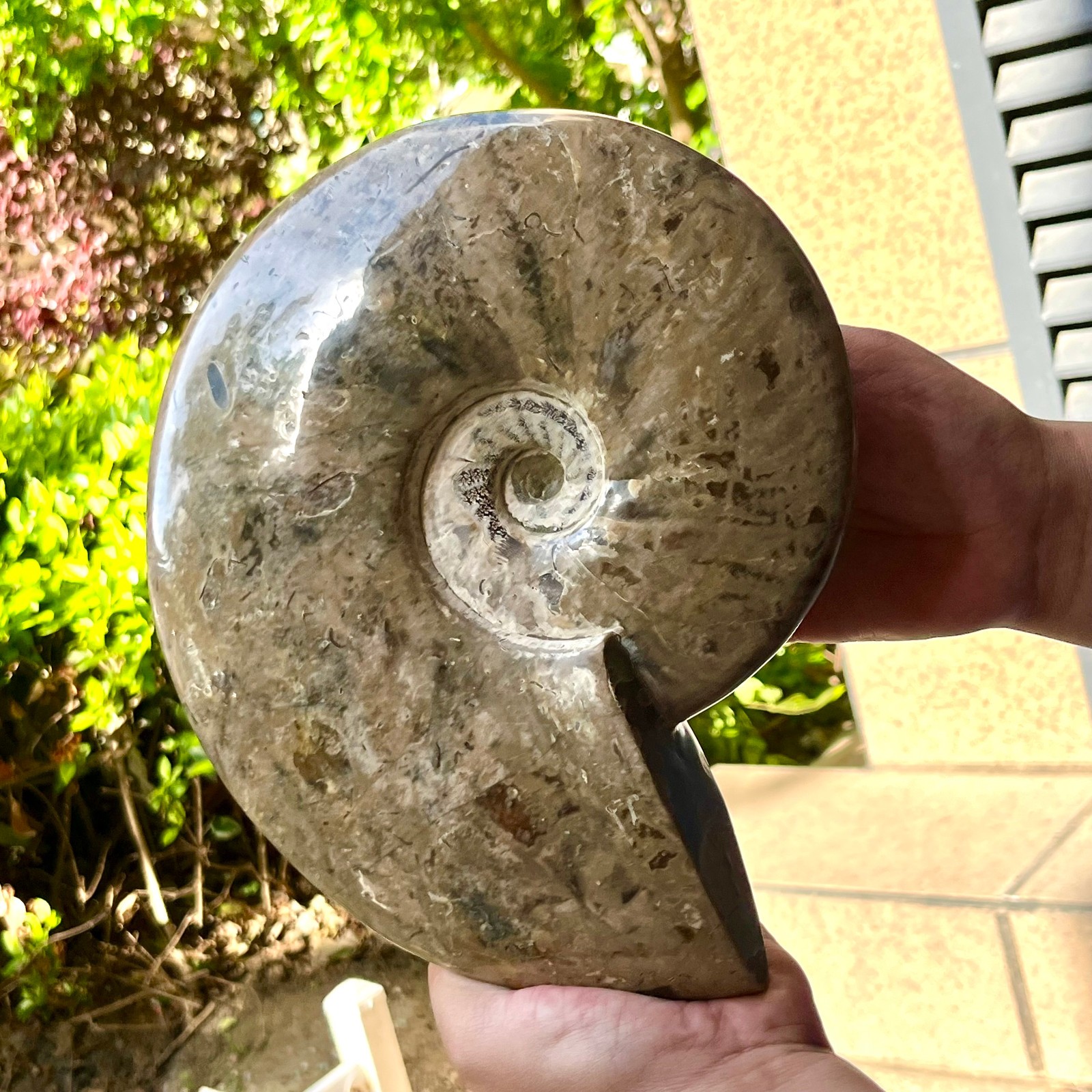 Polished Ammonite Fossil Spiral Shell Chrysanthemum Pattern Mineral 7.5 lb