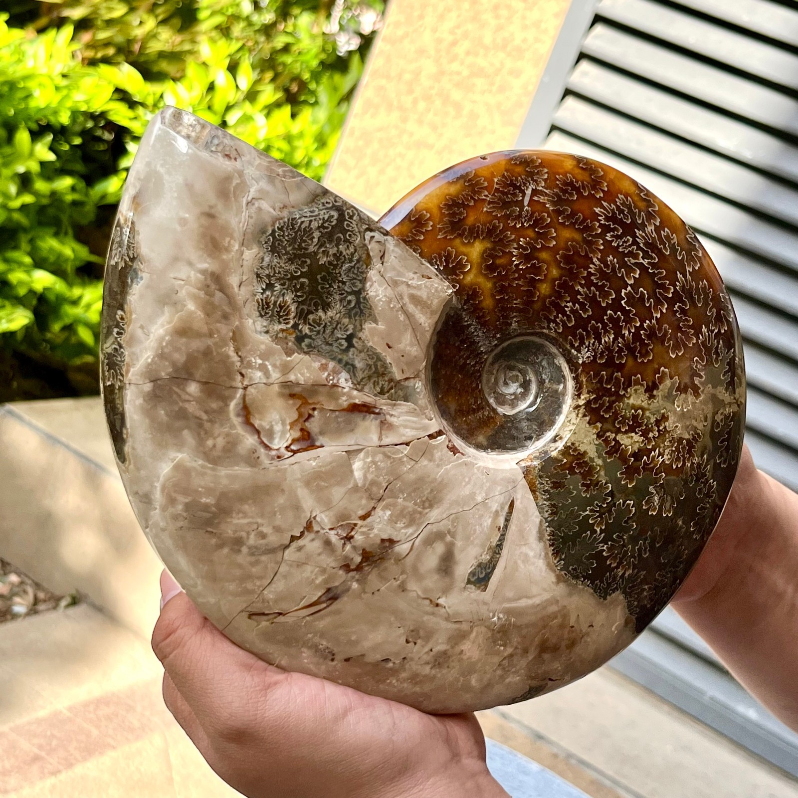 Polished Madagascar Ammonite Fossil Natural Gemstone Spiral Shell Decor 6.3 lb