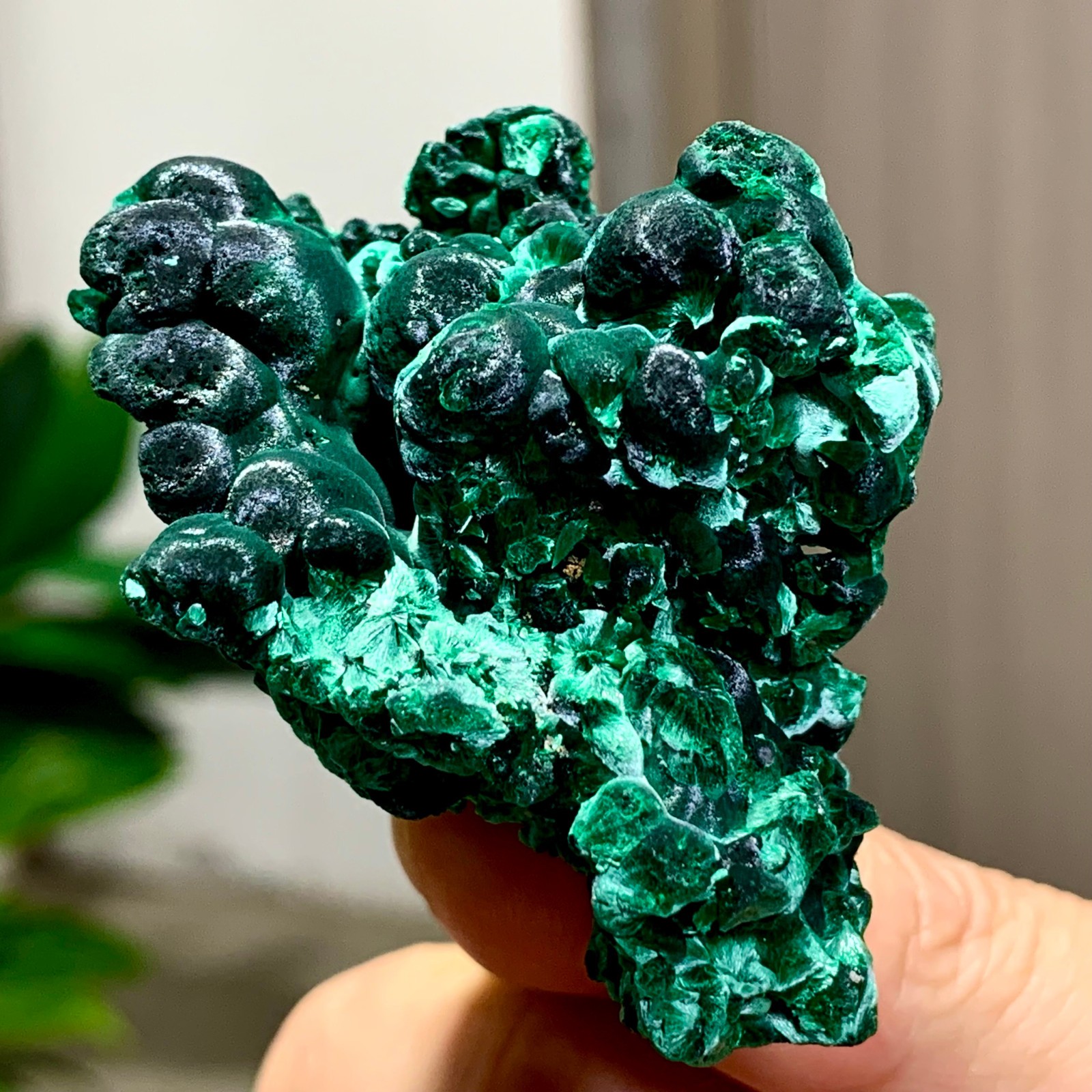 81G Natural glossy malachite cat eye transparent cluster rough mineral Sample