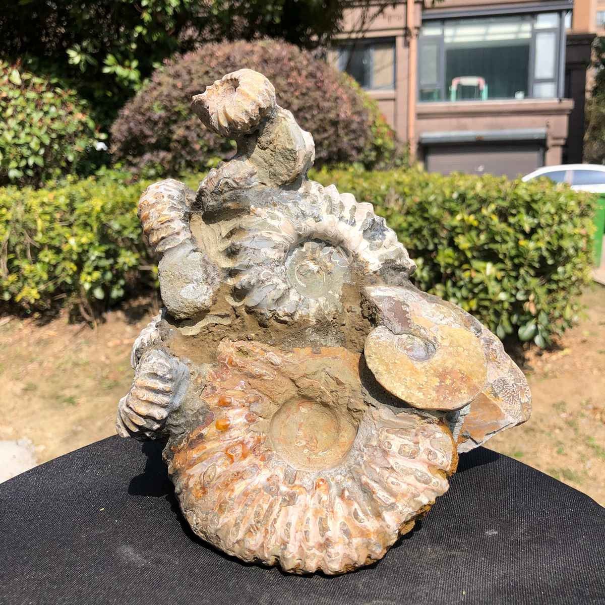5.61LB Large Natural Beautiful Ammonite Fossil Conch Crystal Specimen Healing