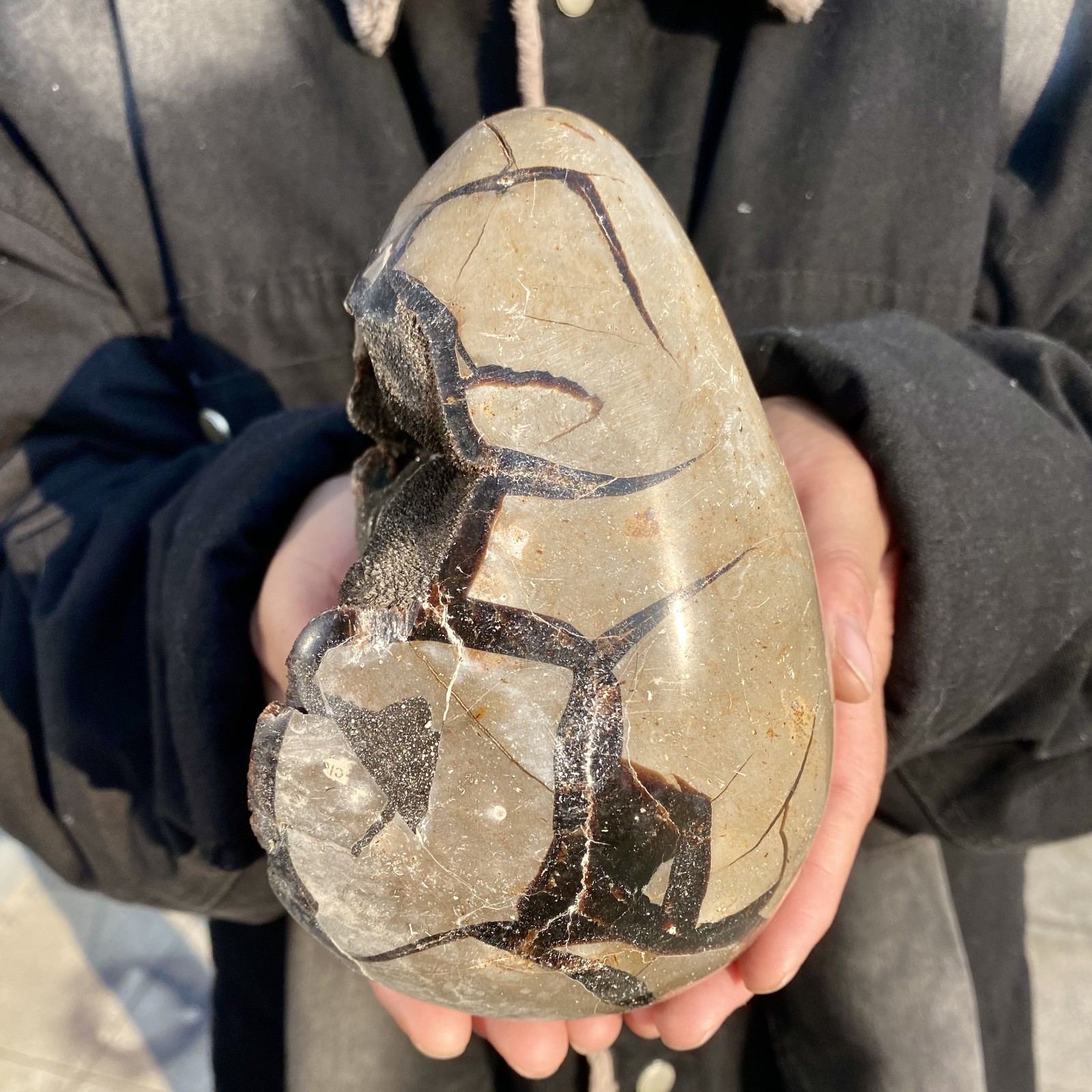 5.2LB natural turtle shell stone egg spiritual healing