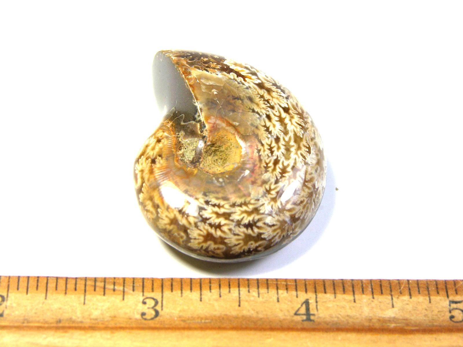 Ammonite fossil polished 1 1/2″ + showing suture &fire Madagascar ms53