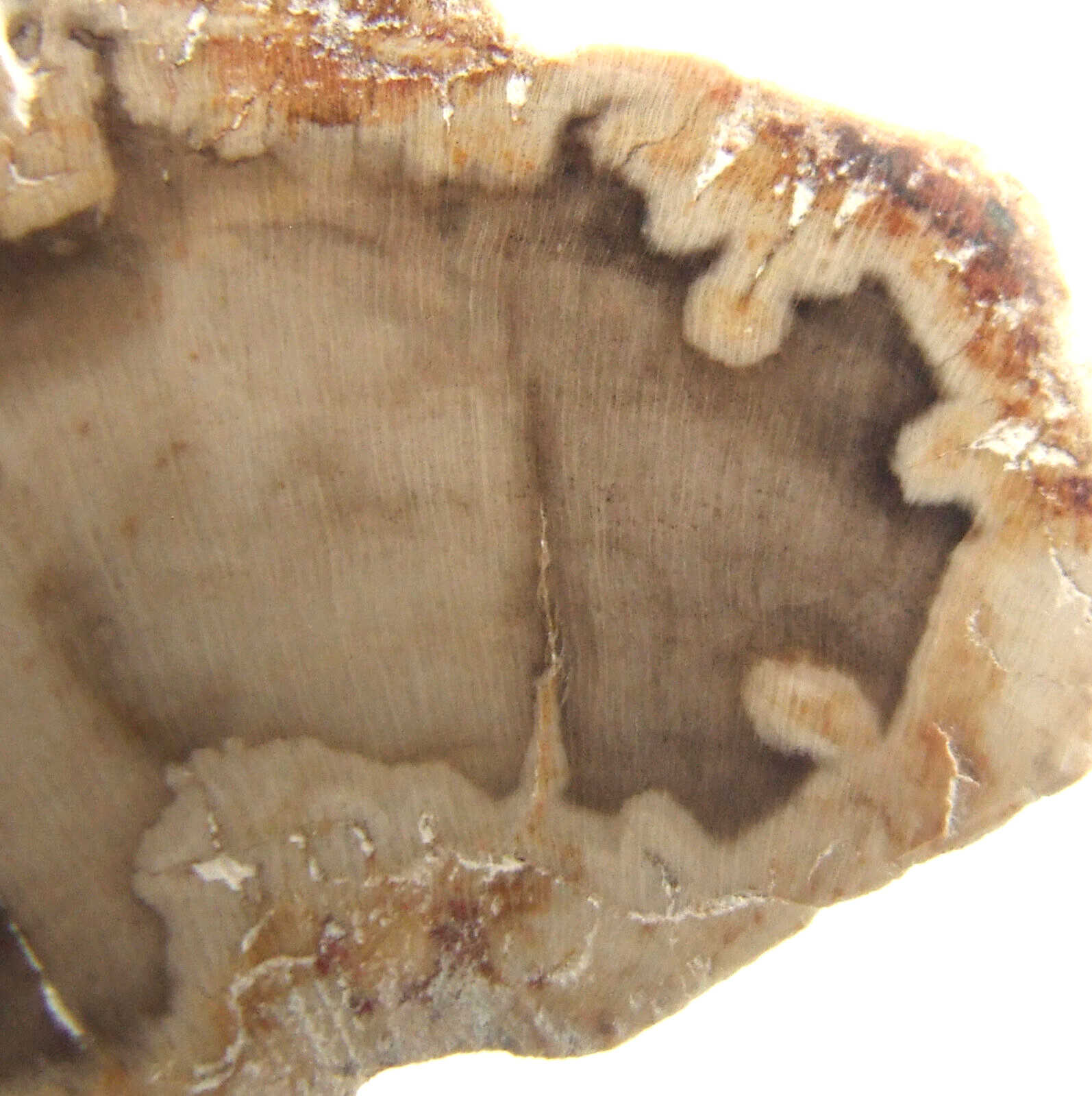 Fossil Petrified Wood Slice Madagascar Polished 3.5cm x 2.5cm 6g