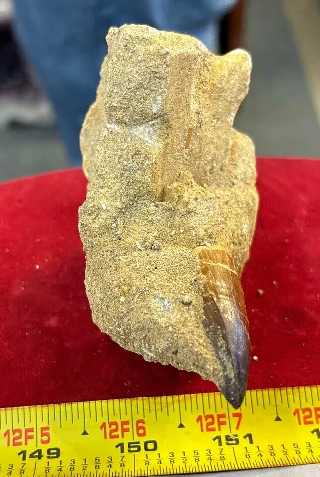 245g Mosasaurus Tooth in Matrix Excellent Condition – Utah, US