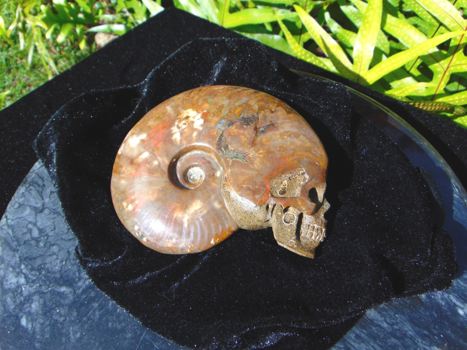 Carved Skull Ammonite from Skullis