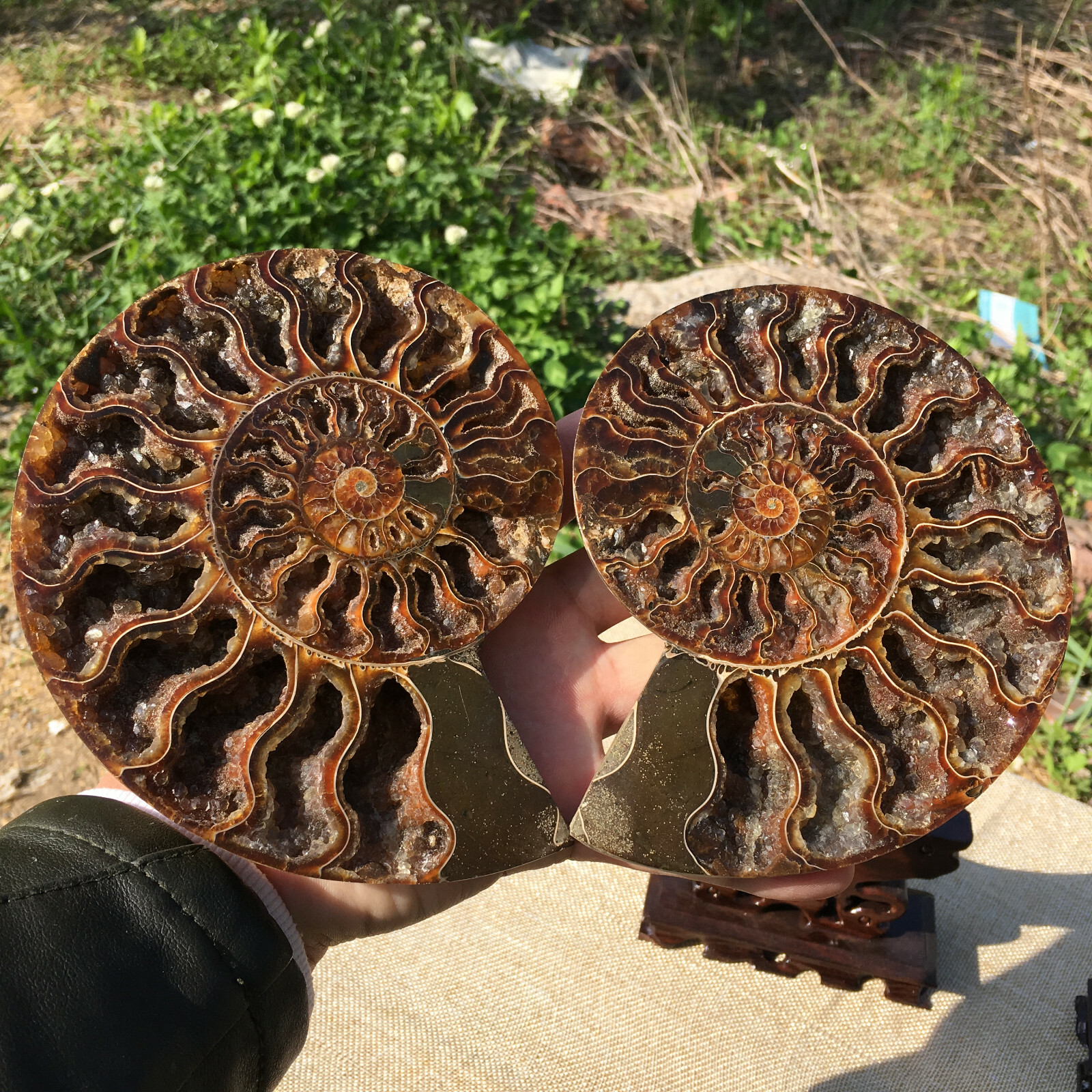 A Pair of Natural Ammonite Fossil Conch Crystal Specimen Healing+stand 2PC