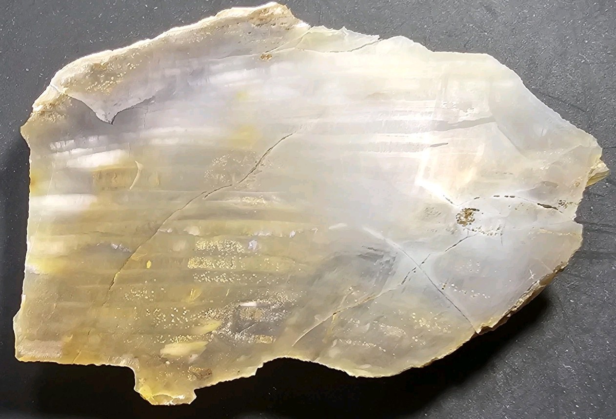 Grassy Mountain Petrified Wood Rough End Cut Rare R