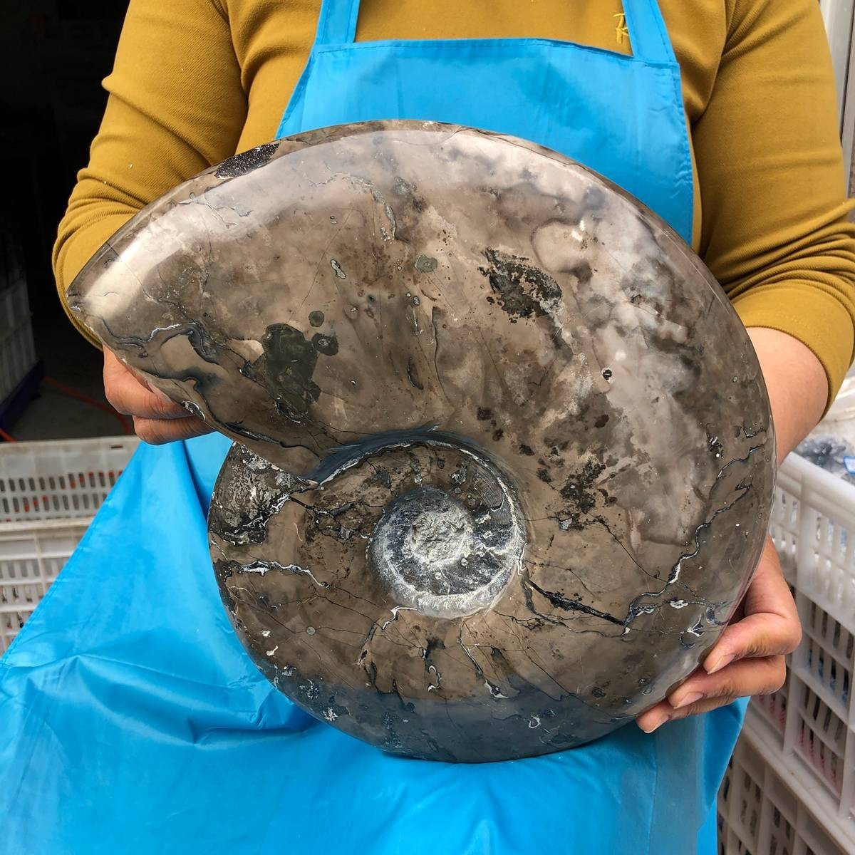 10.75LB Natural Beautiful Ammonite Fossil Conch Crystal Specimen Healing 4593