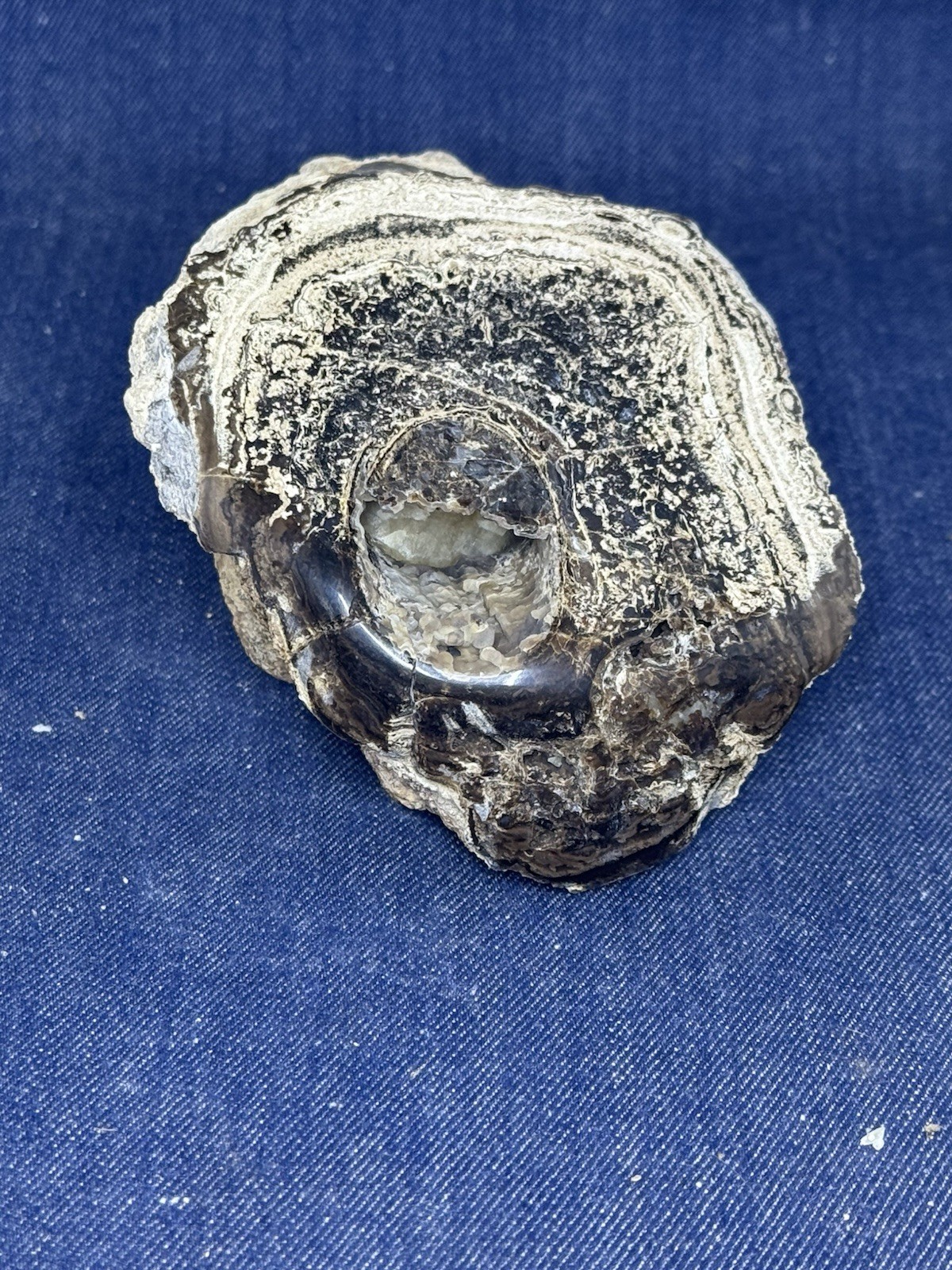 Blue Forest Petrified Wood Stand Up Display Piece ( Wyoming) 2 Lbs