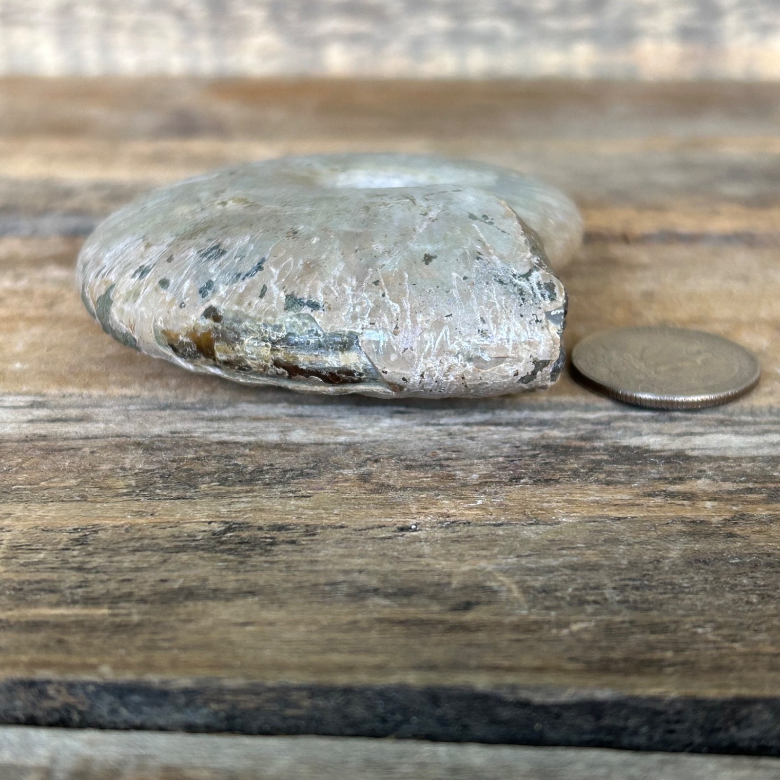 Opalized Ammonite Fossil 3.5″ Iridescent Rainbow Shell Healing Stone