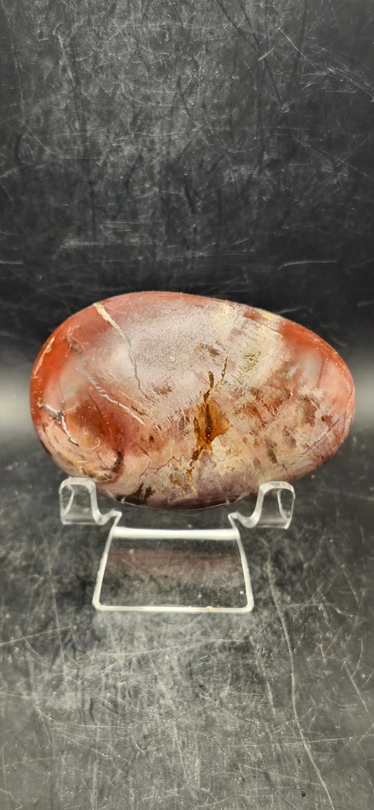 Large Petrified wood palm stone! 10 ounces, 3.3 inches long, 2.2 wide